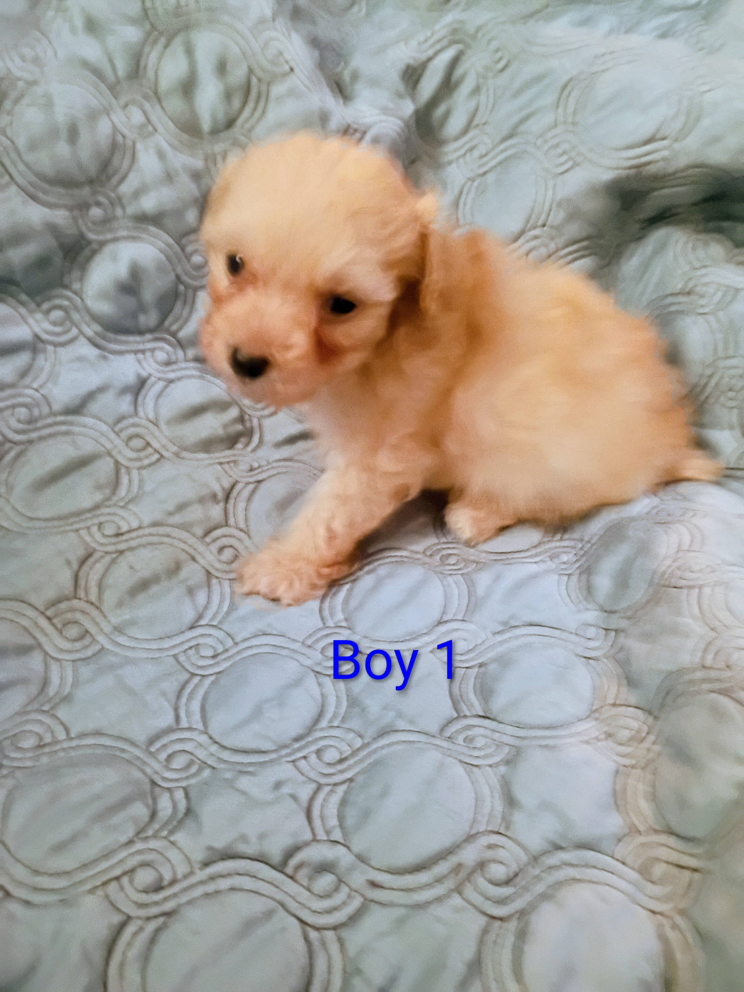 Toy Poodle Puppies image 2