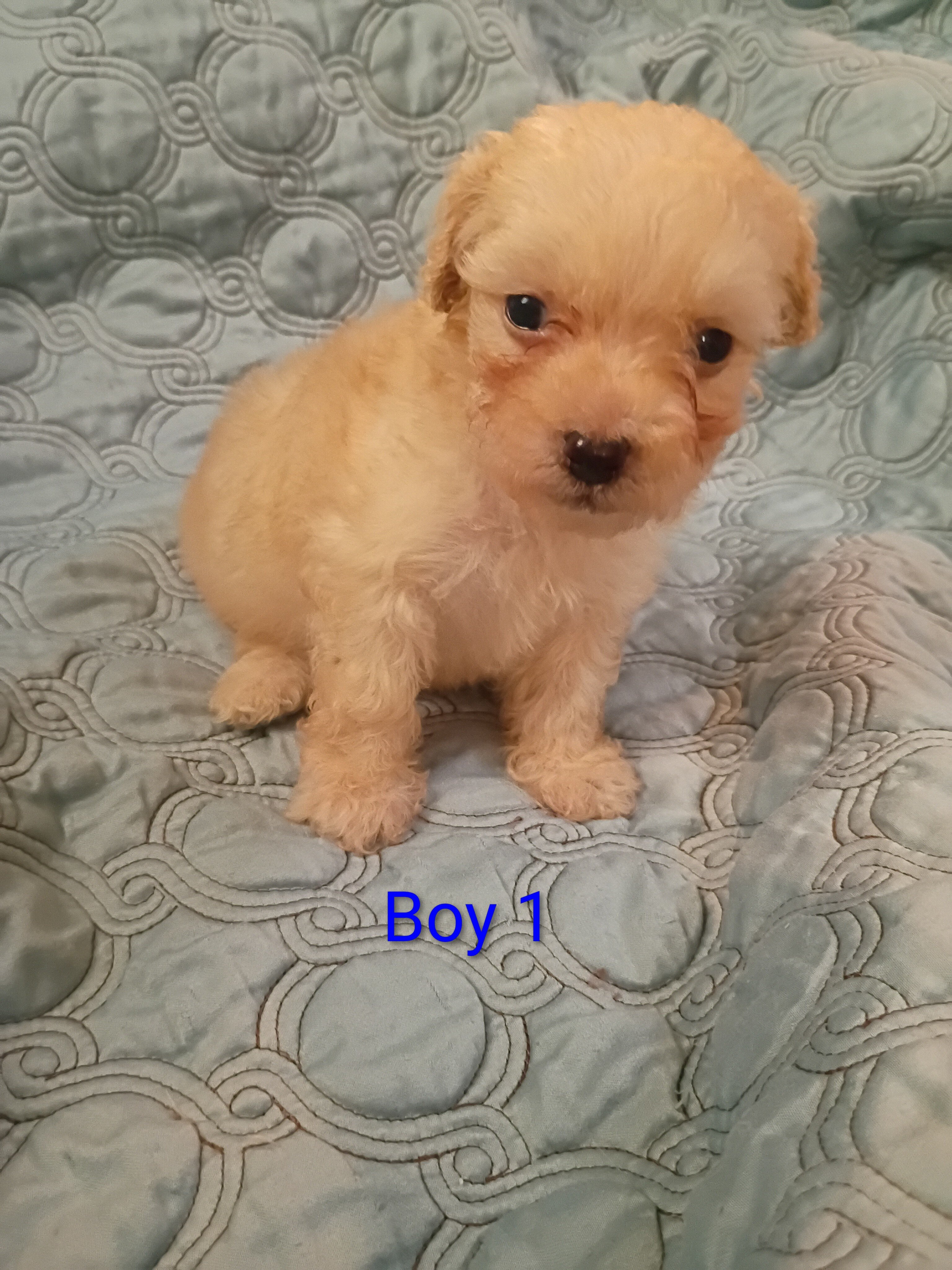 Toy Poodle Puppies image 3