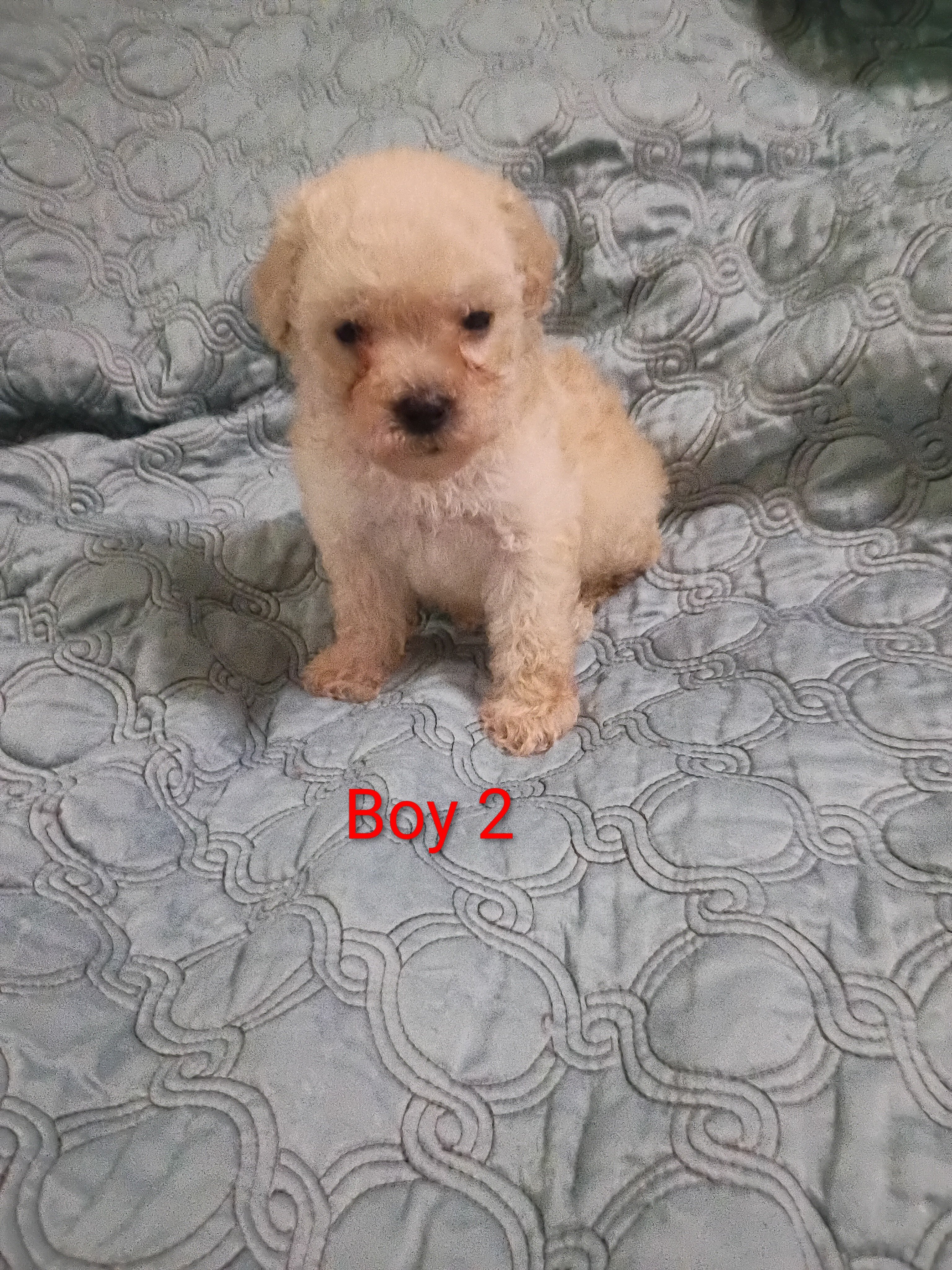 Toy Poodle Puppies image 4