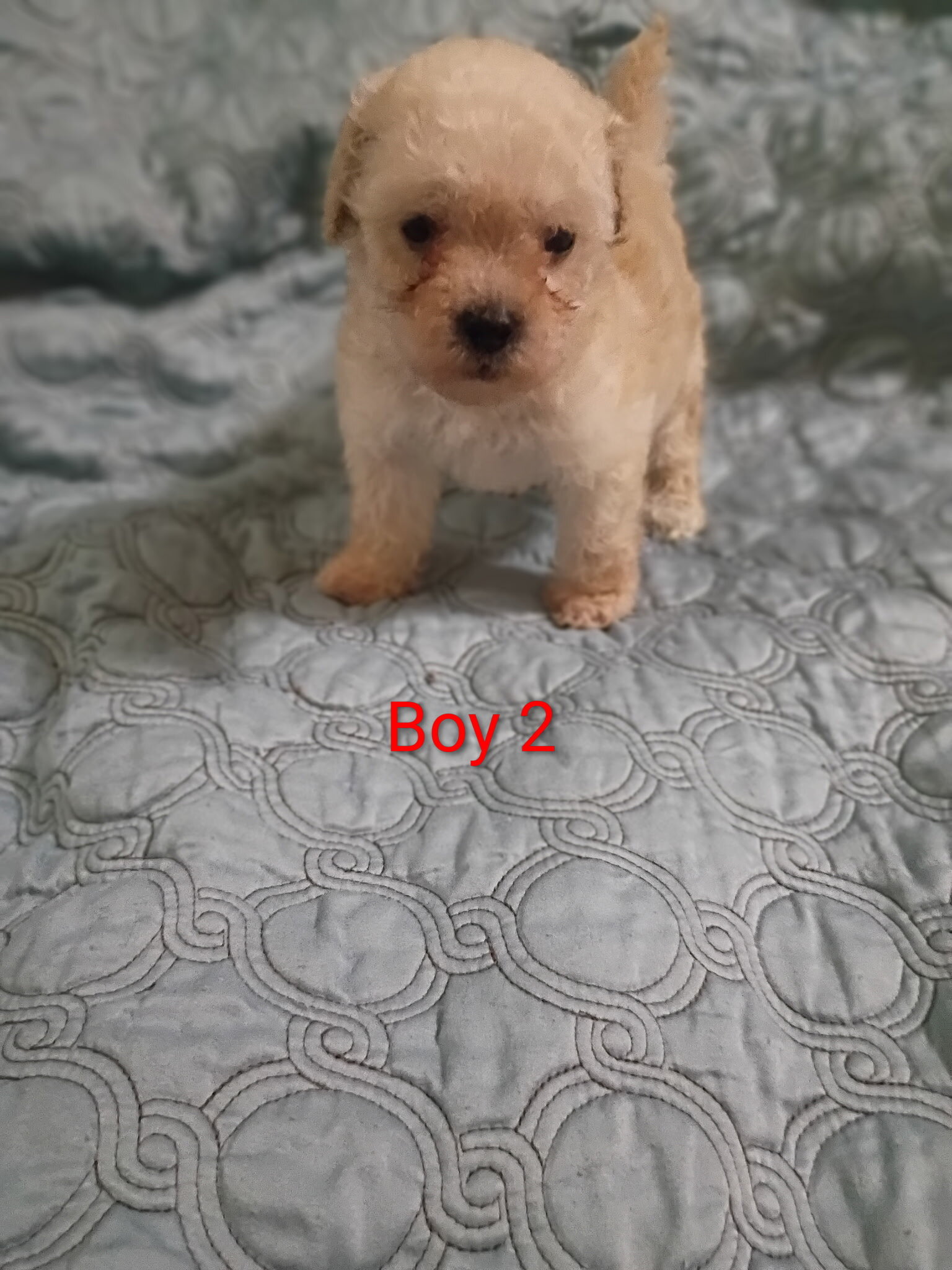 Toy Poodle Puppies image 5