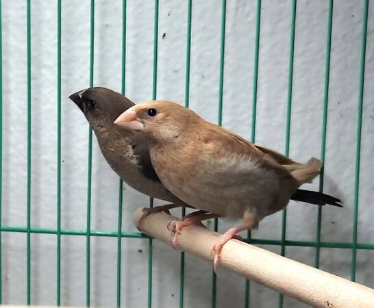 Finches image 4