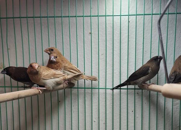 Finches image 6