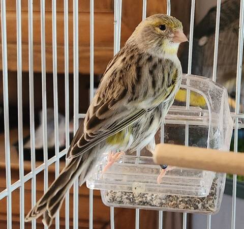 Finches image 9