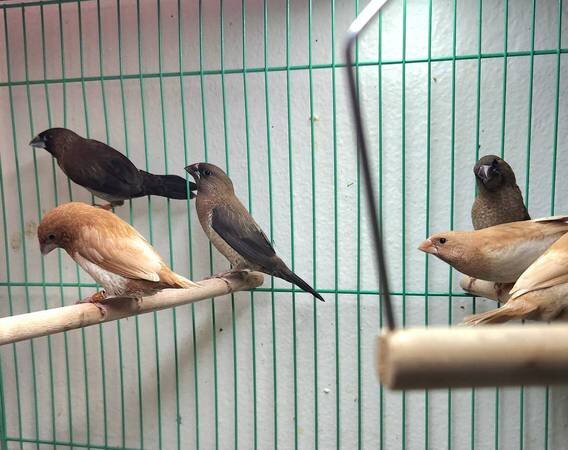 Finches image 8