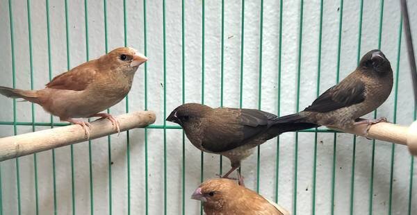 Finches image 7