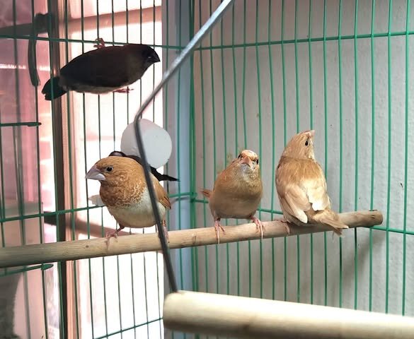 Finches image 5