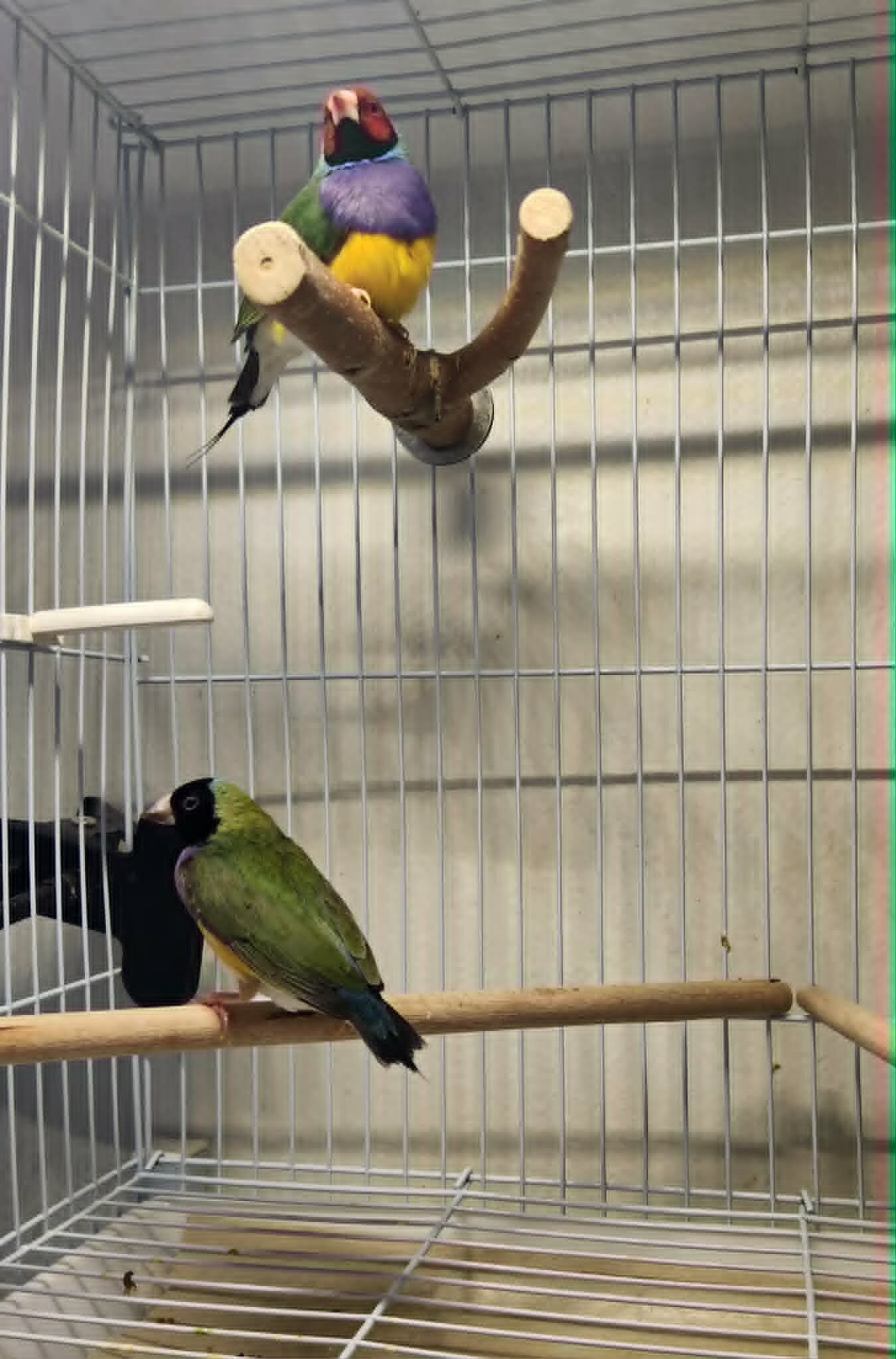 Finches image 2