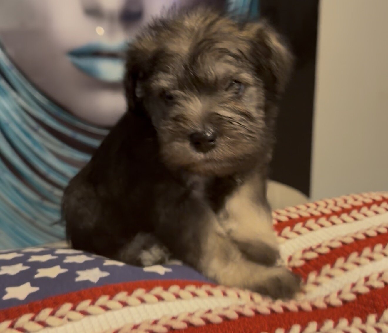 Miniature Schnauzer Puppies image 7