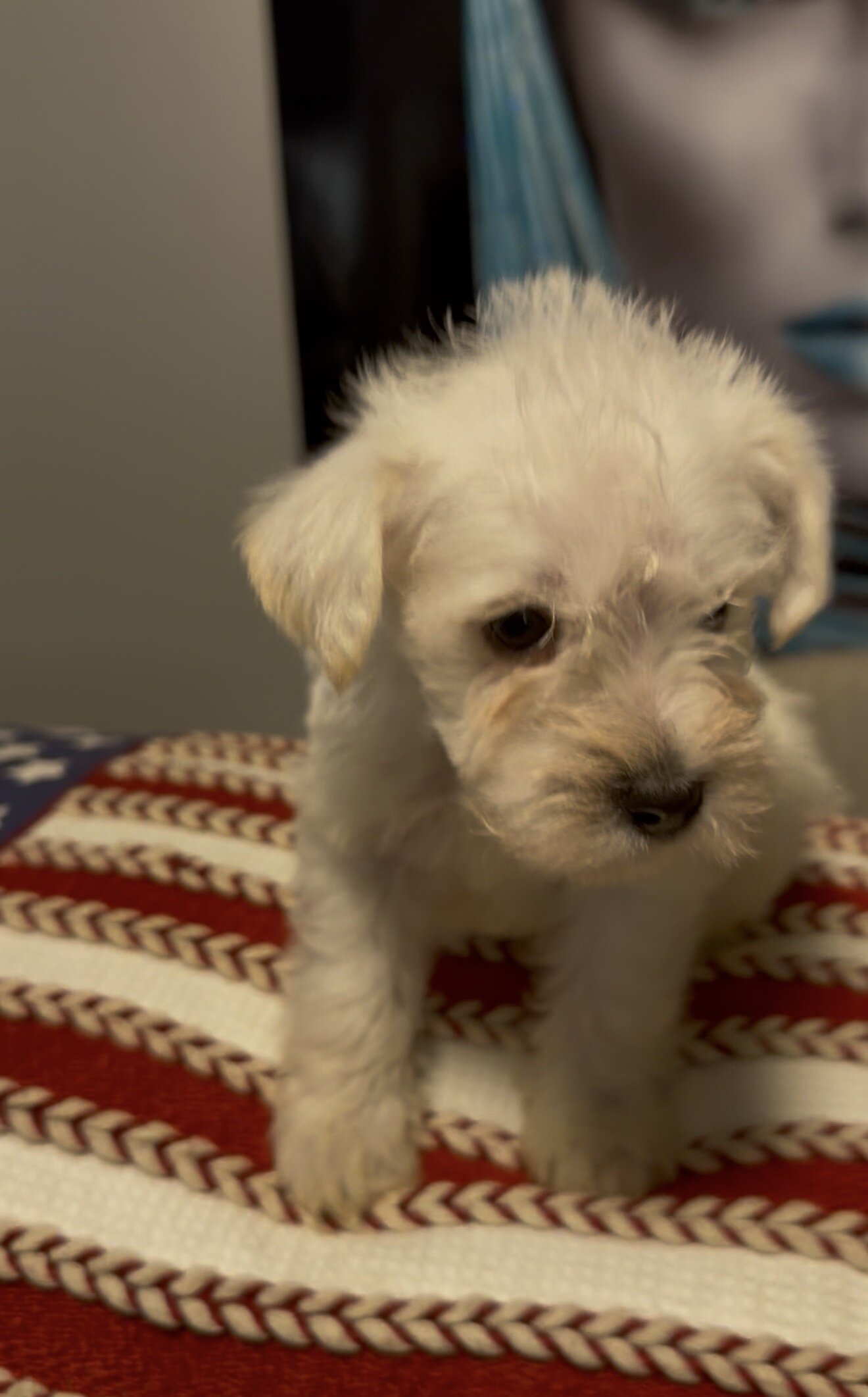 Miniature Schnauzer Puppies image 6