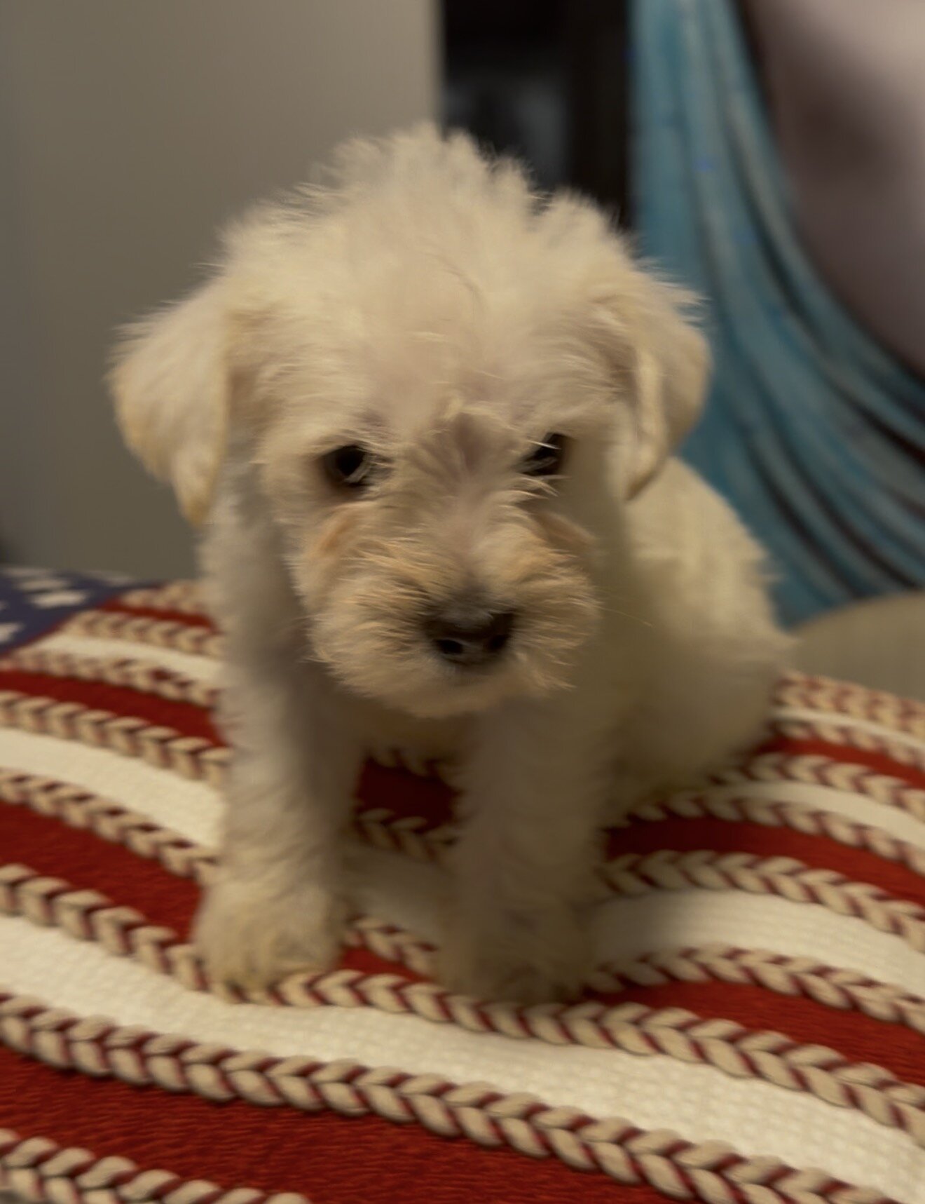 Miniature Schnauzer Puppies image 5
