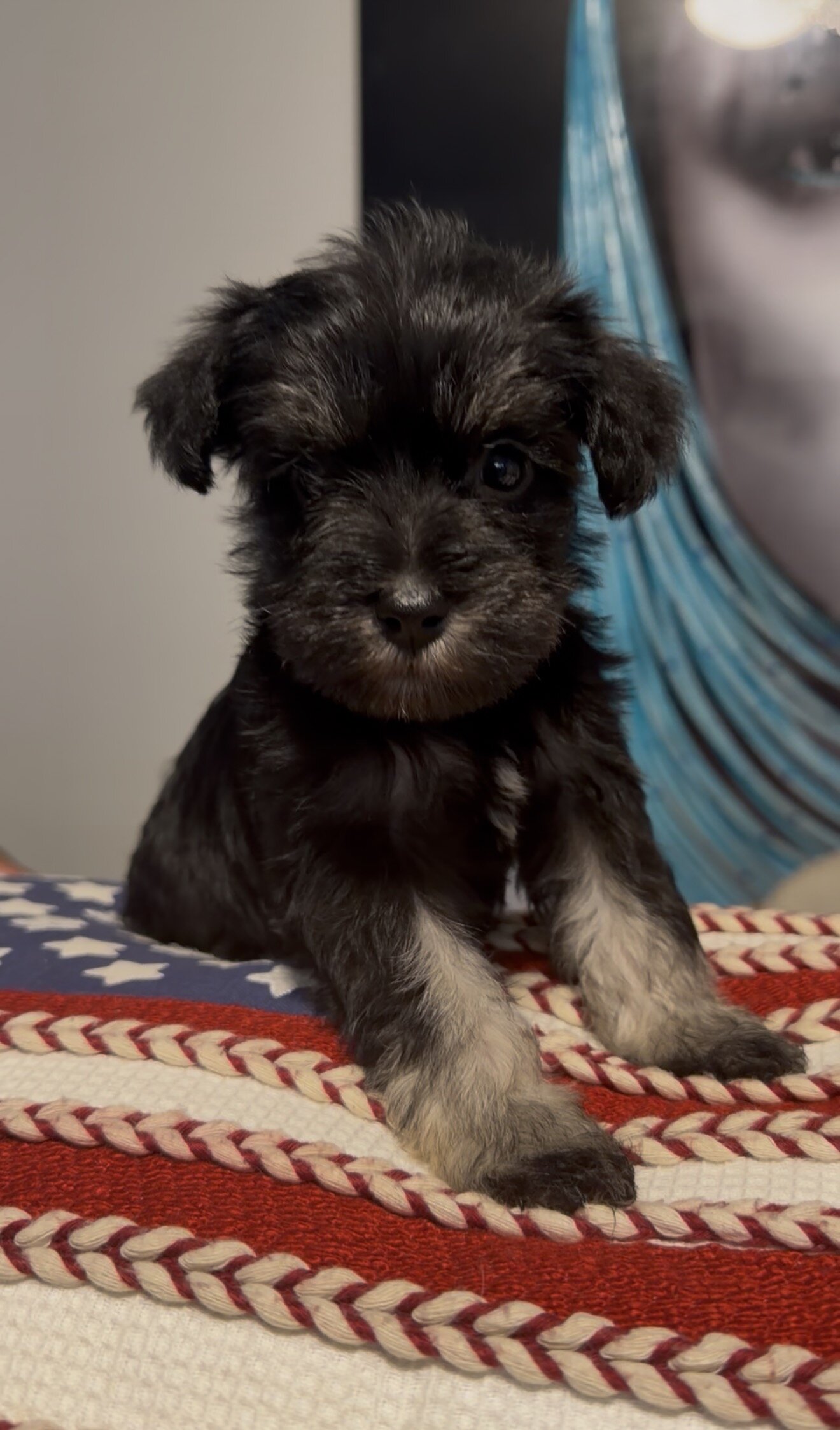 Miniature Schnauzer Puppies image 4