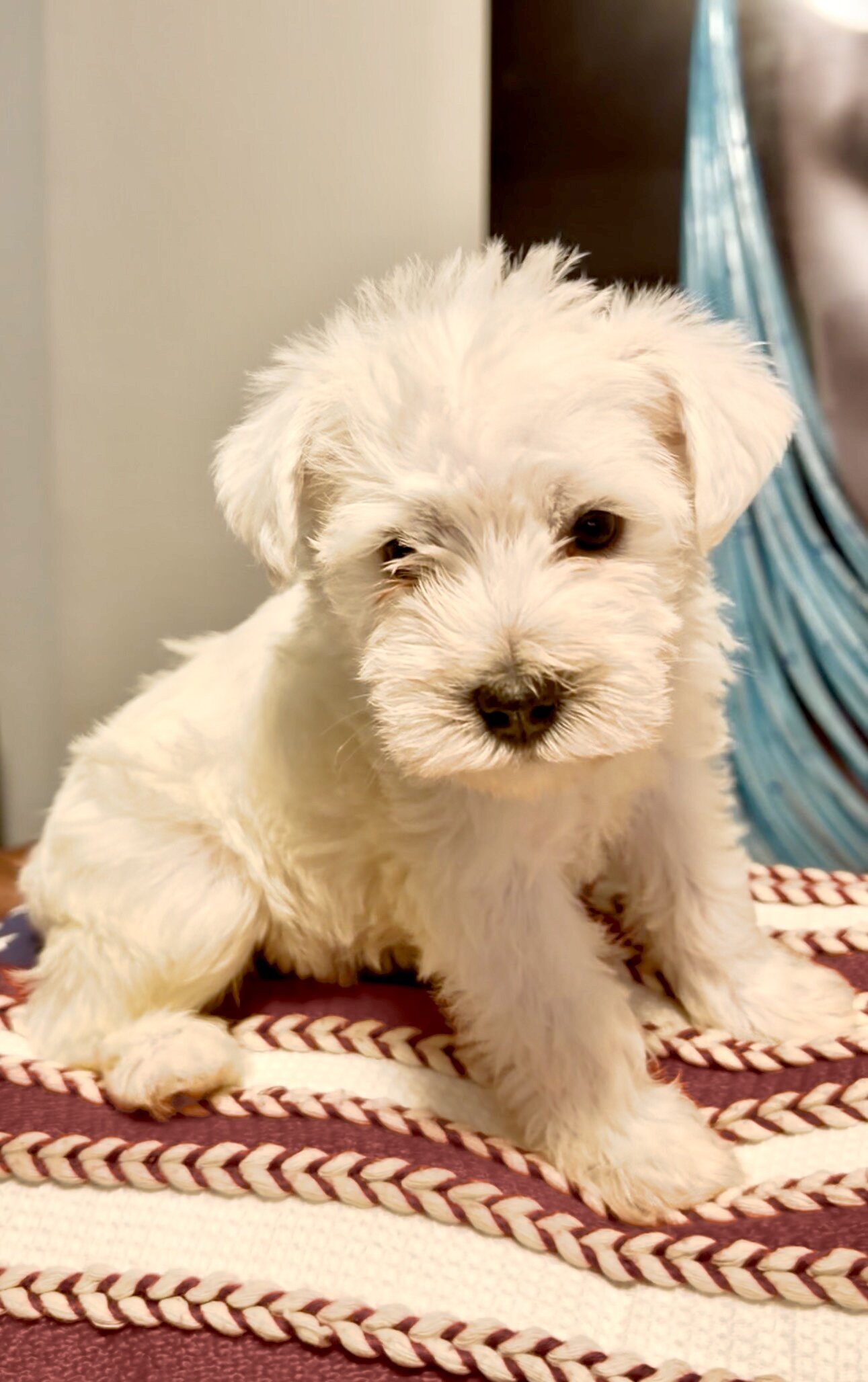 Miniature Schnauzer Puppies image 3