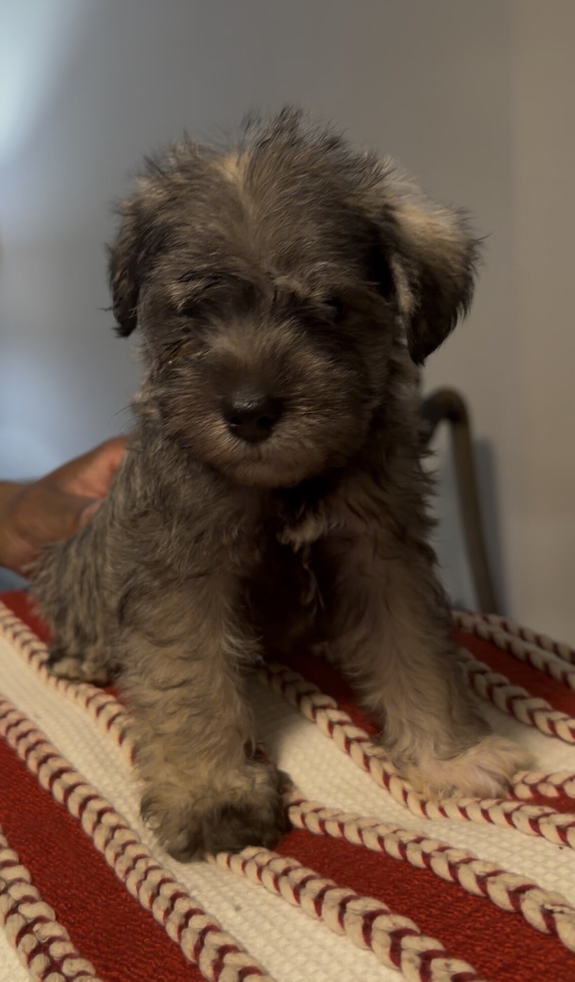 Miniature Schnauzer Puppies image 2