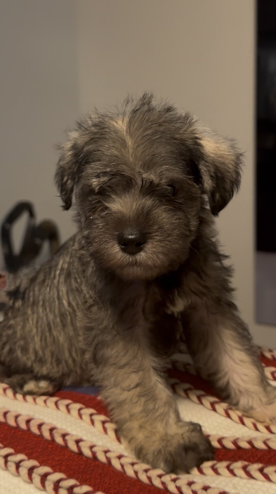 Miniature Schnauzer Puppies image 1