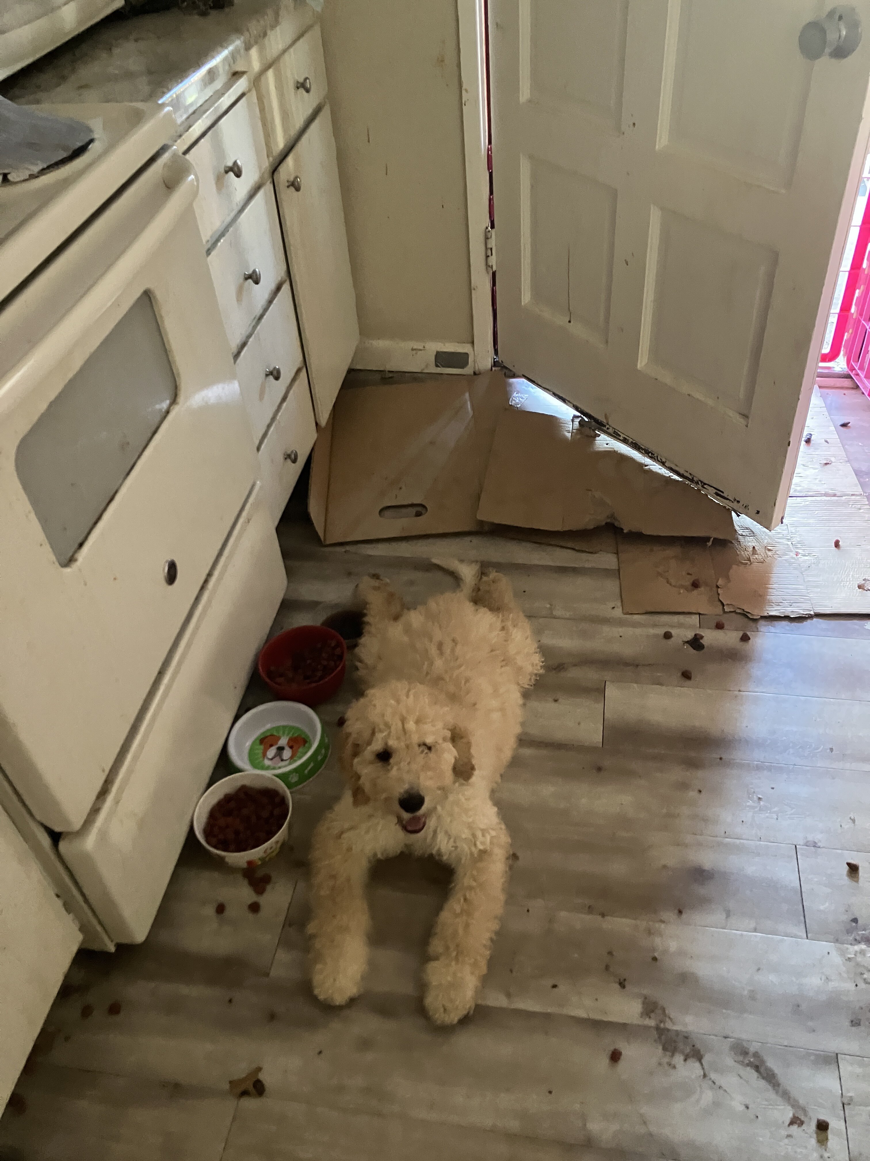 puppy image 1
