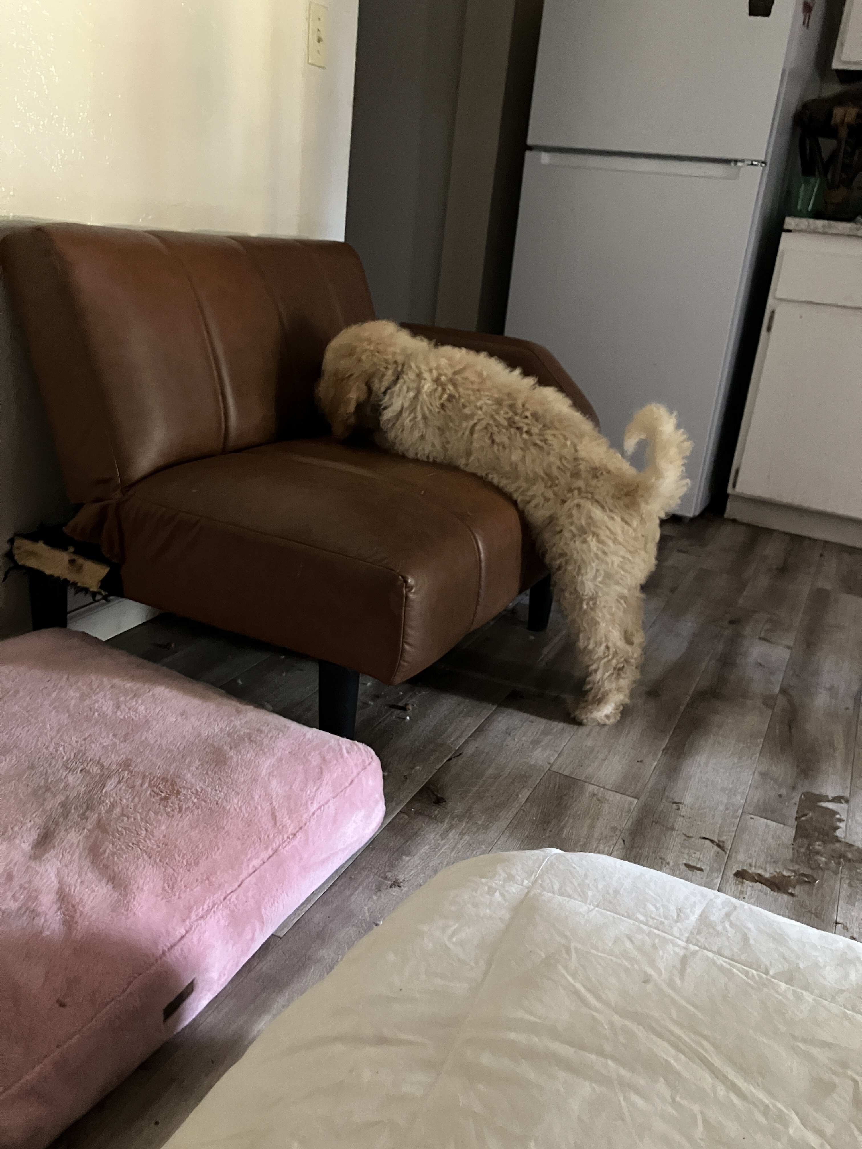puppy image 2