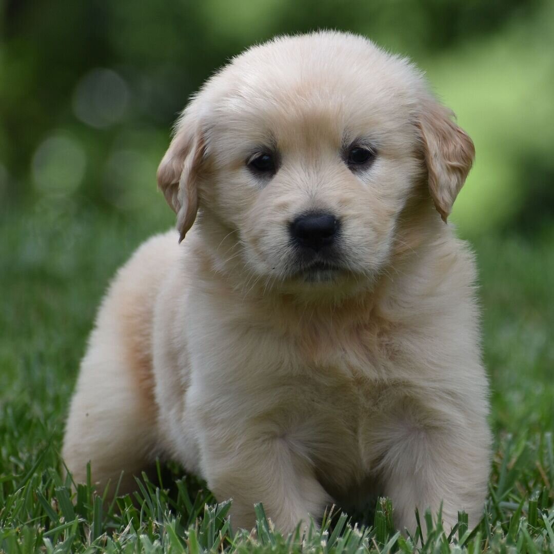 Golden Retriever Puppy image 2