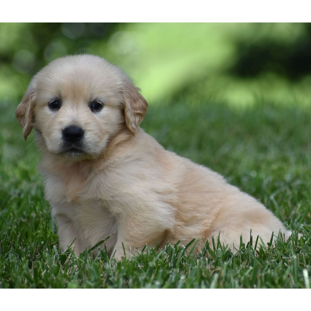 Golden Retriever Puppy image 3