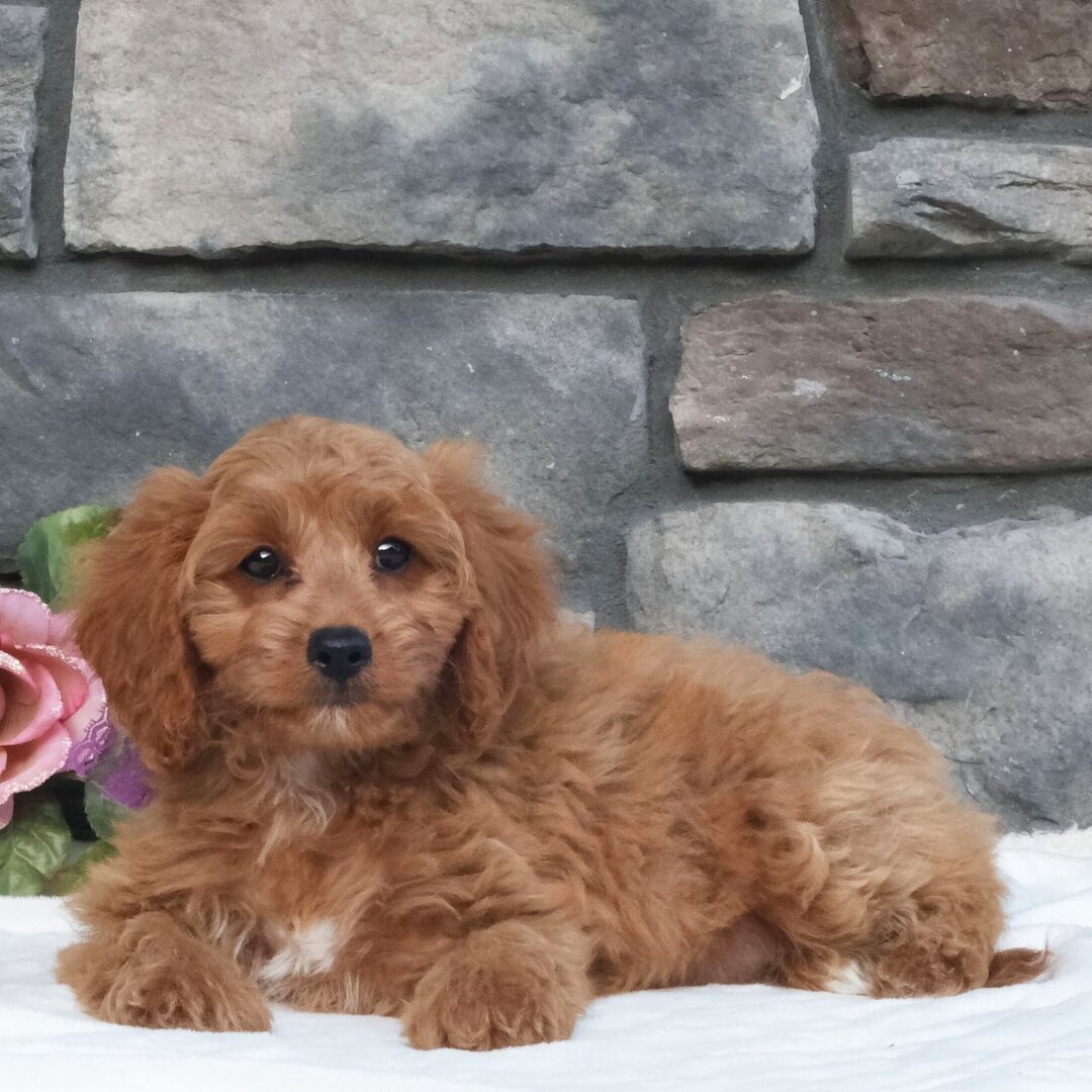 Cavalier King Charles Spaniel puppy image 3