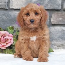 Cavalier King Charles Spaniel puppy image 1