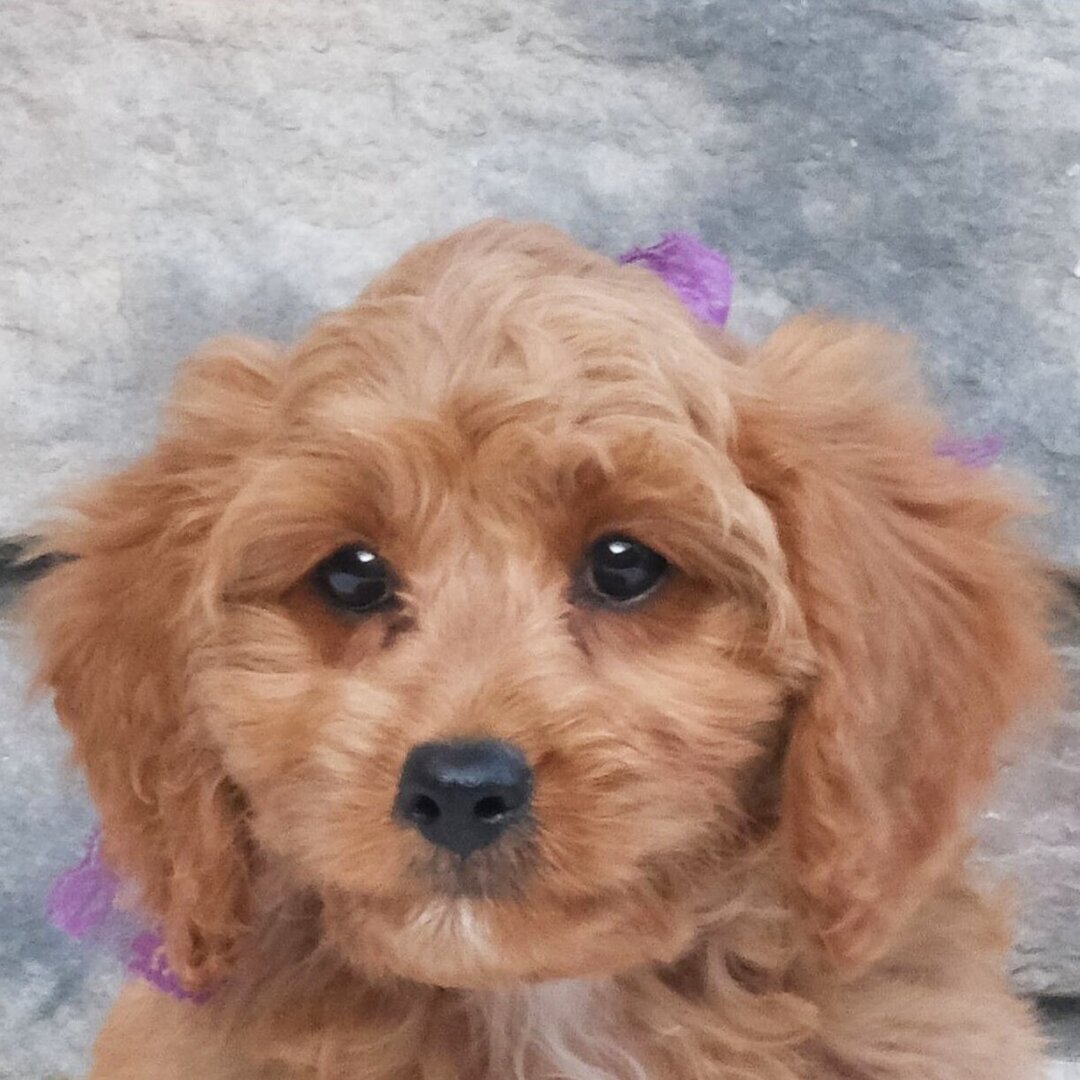 Cavalier King Charles Spaniel puppy image 4