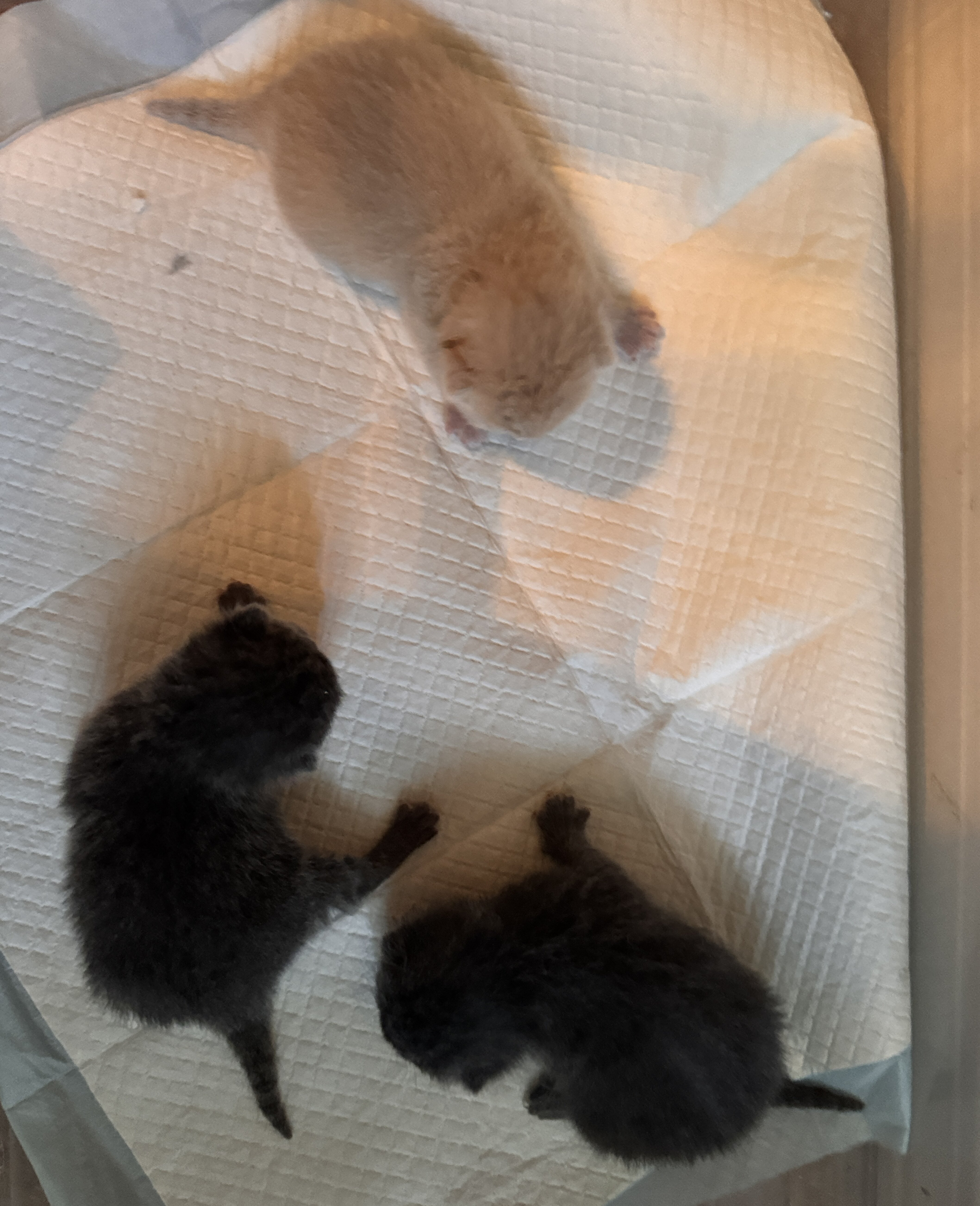 Scottish fold kitten image 4