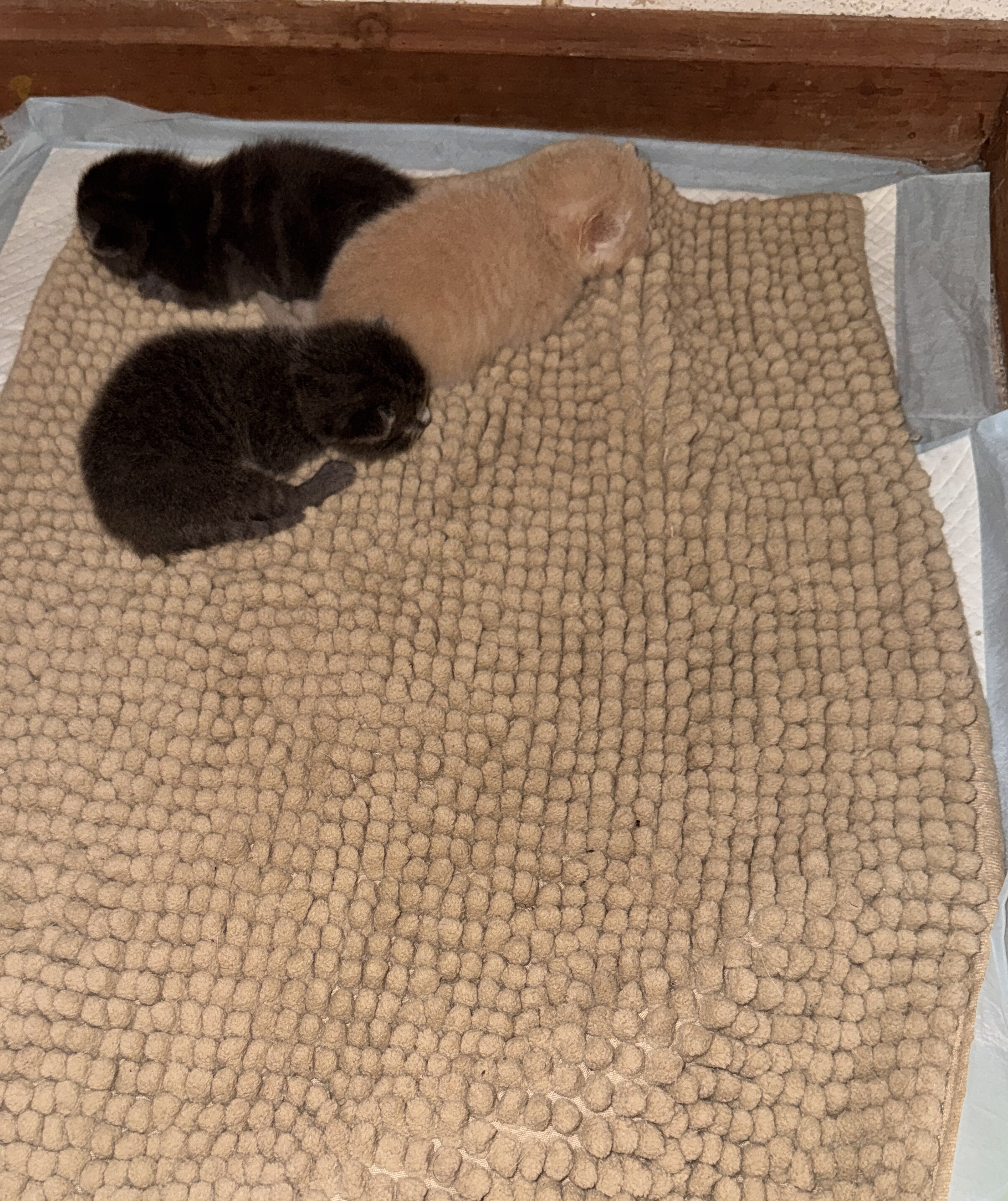Scottish fold kitten image 3
