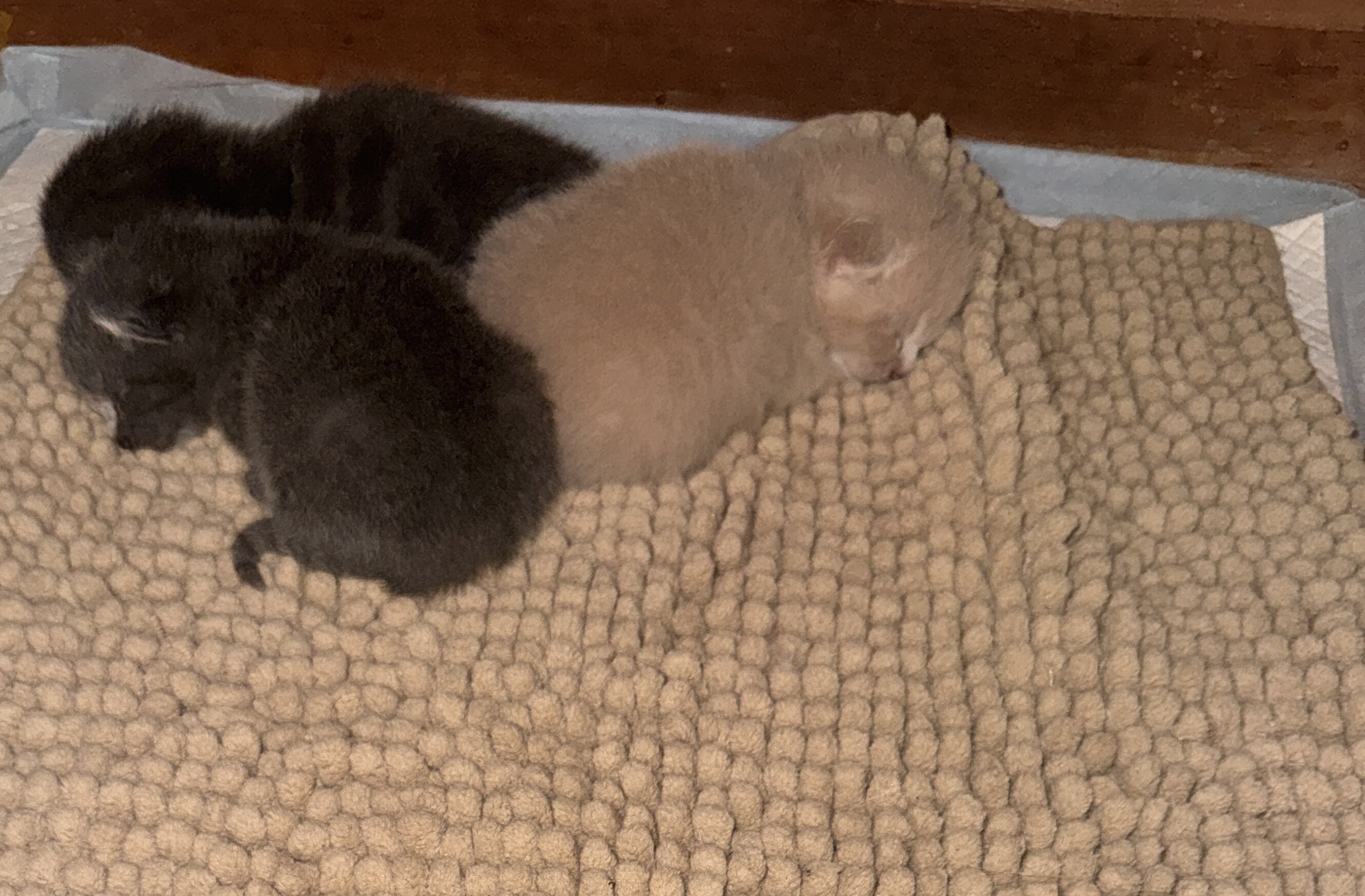 Scottish fold kitten image 2