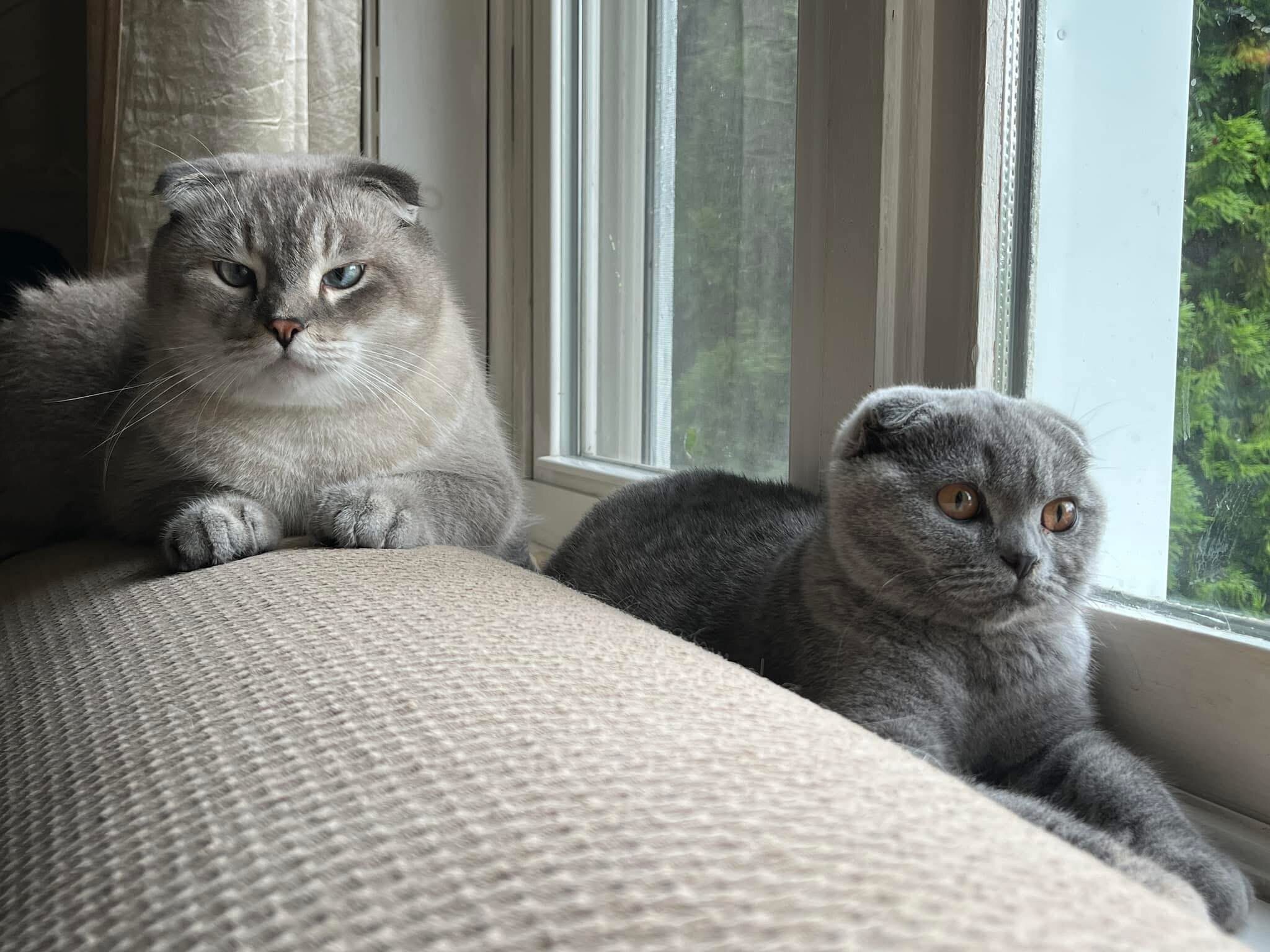 Scottish fold kitten image 5