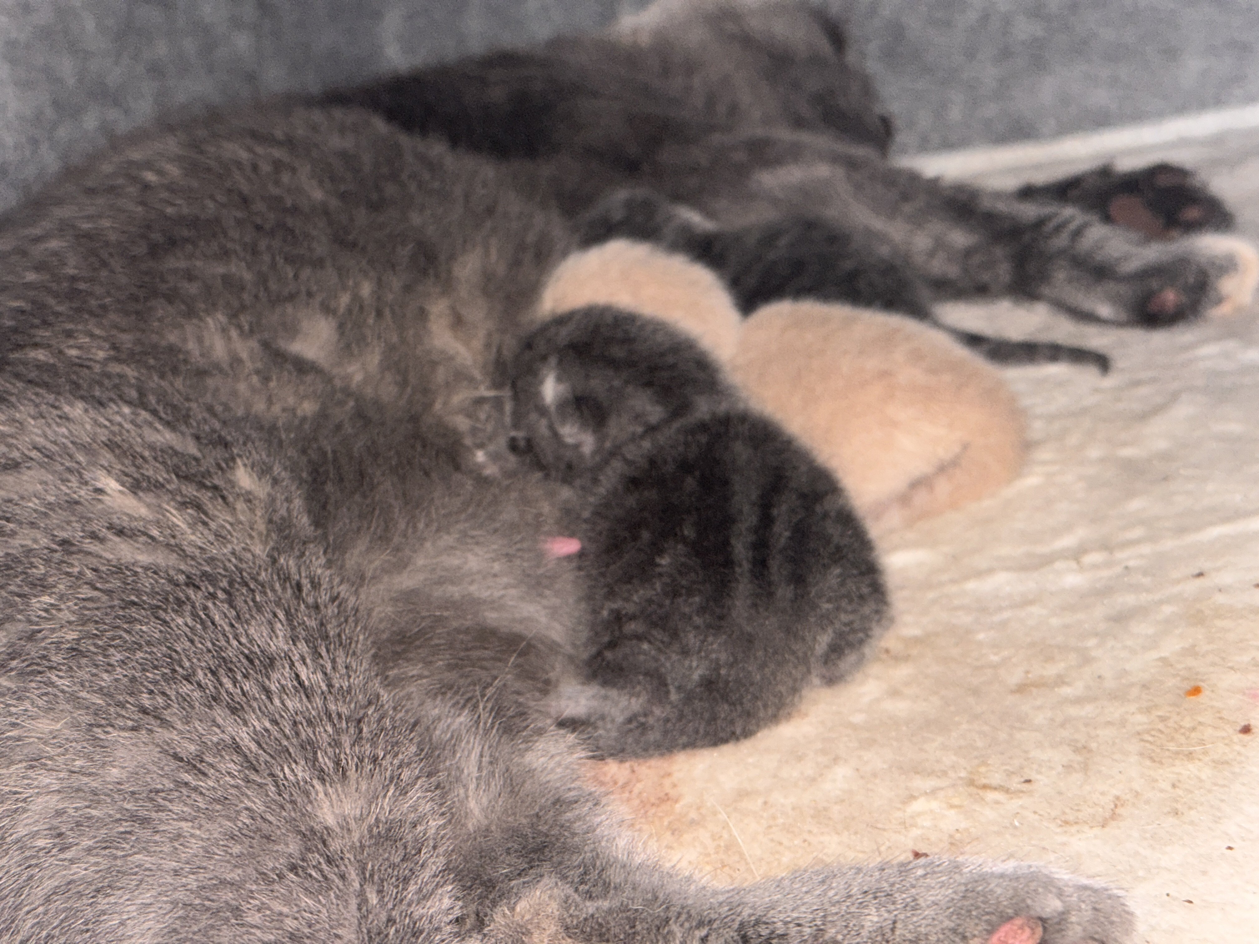 Scottish fold kitten image 1