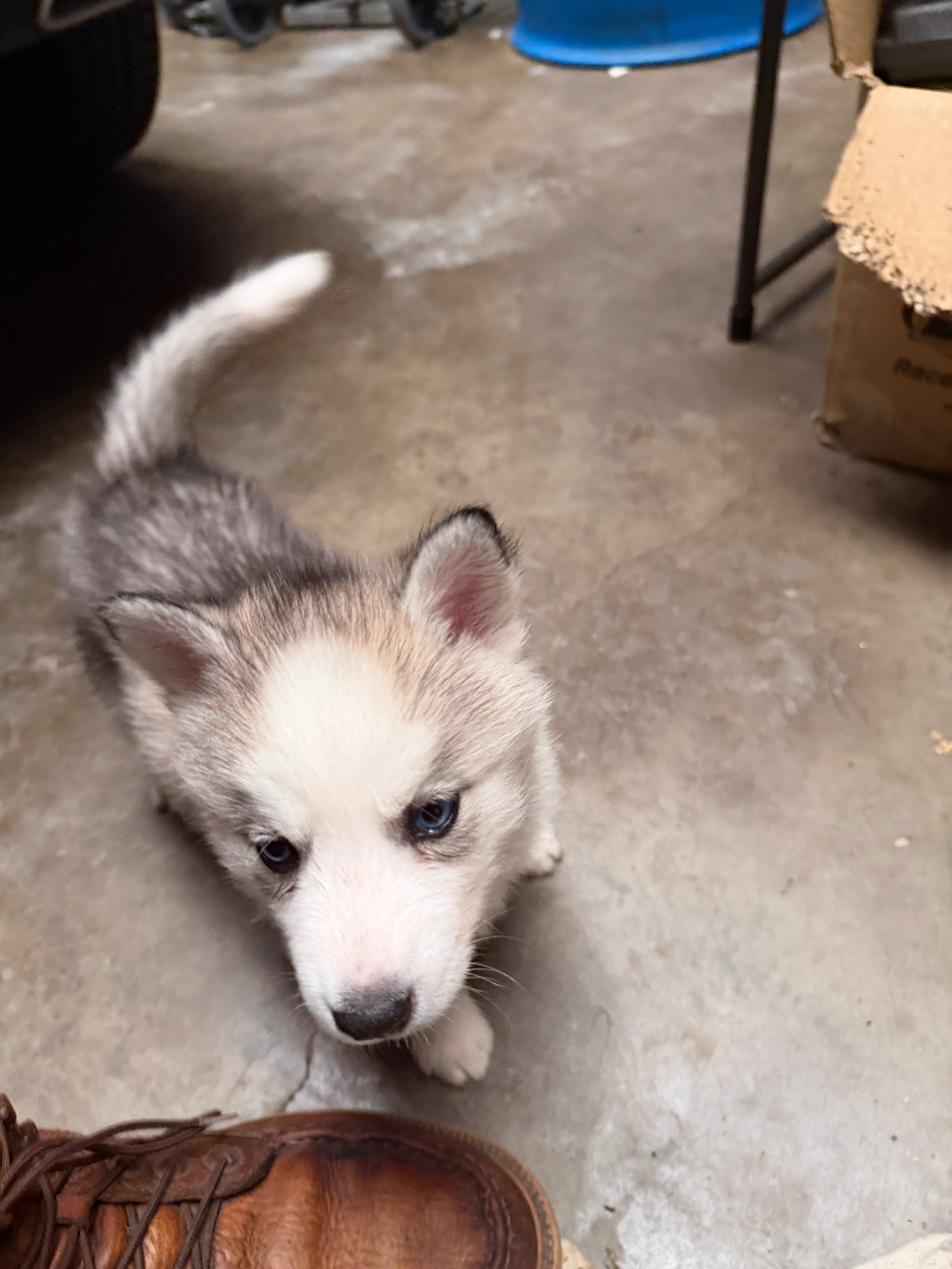 Husky puppies image 2