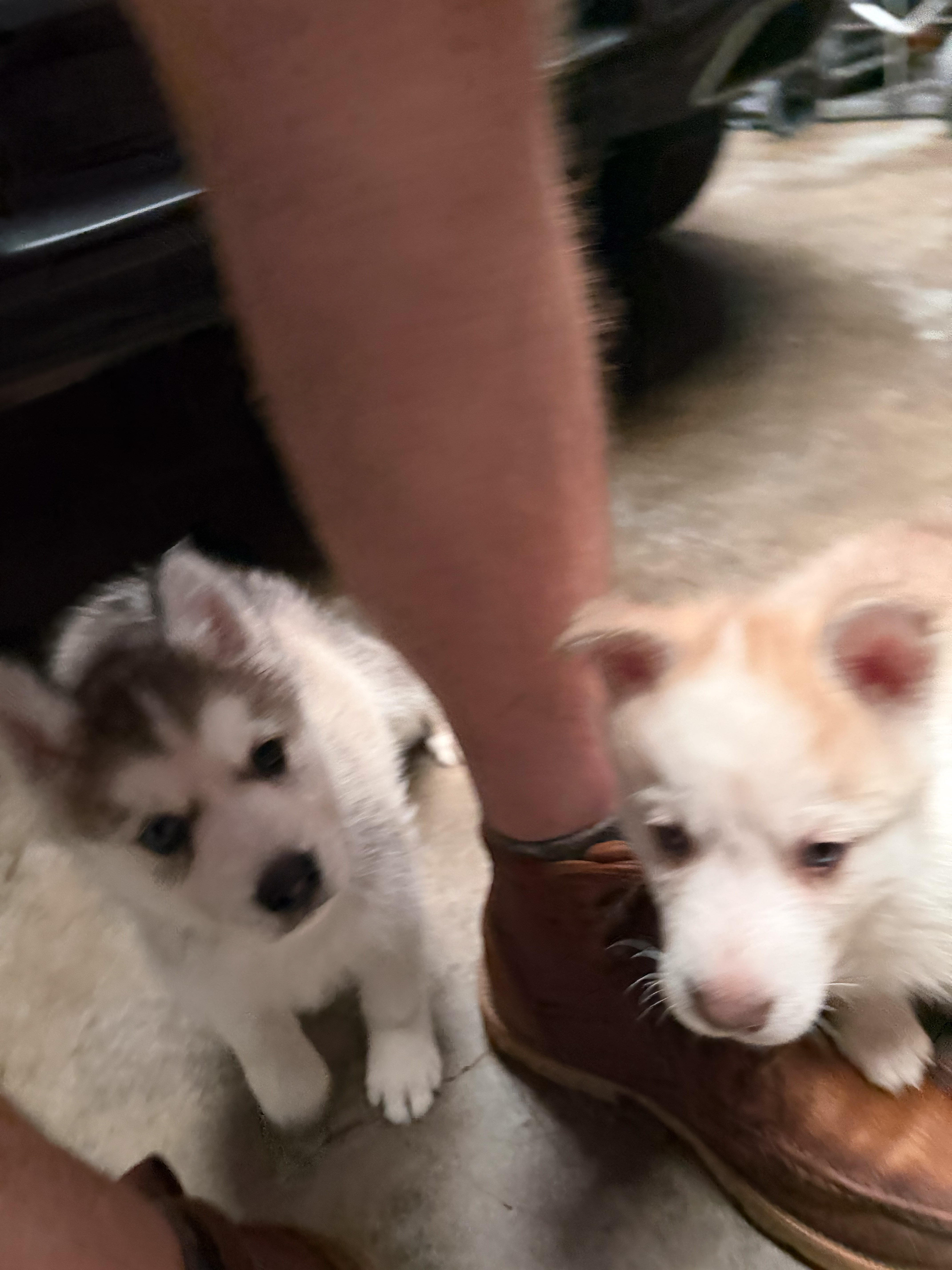 Husky puppies image 1