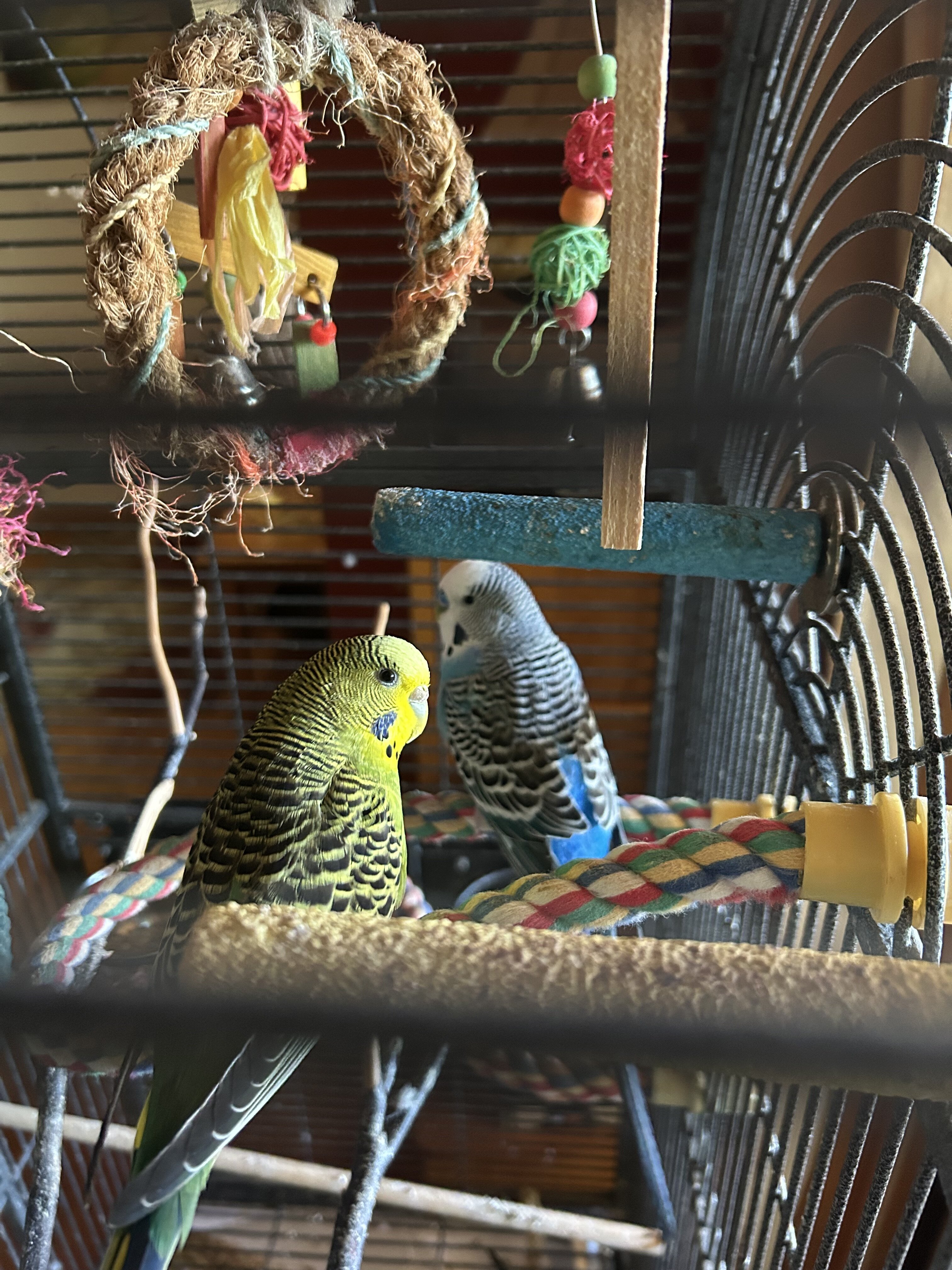 2 male parakeets image 1