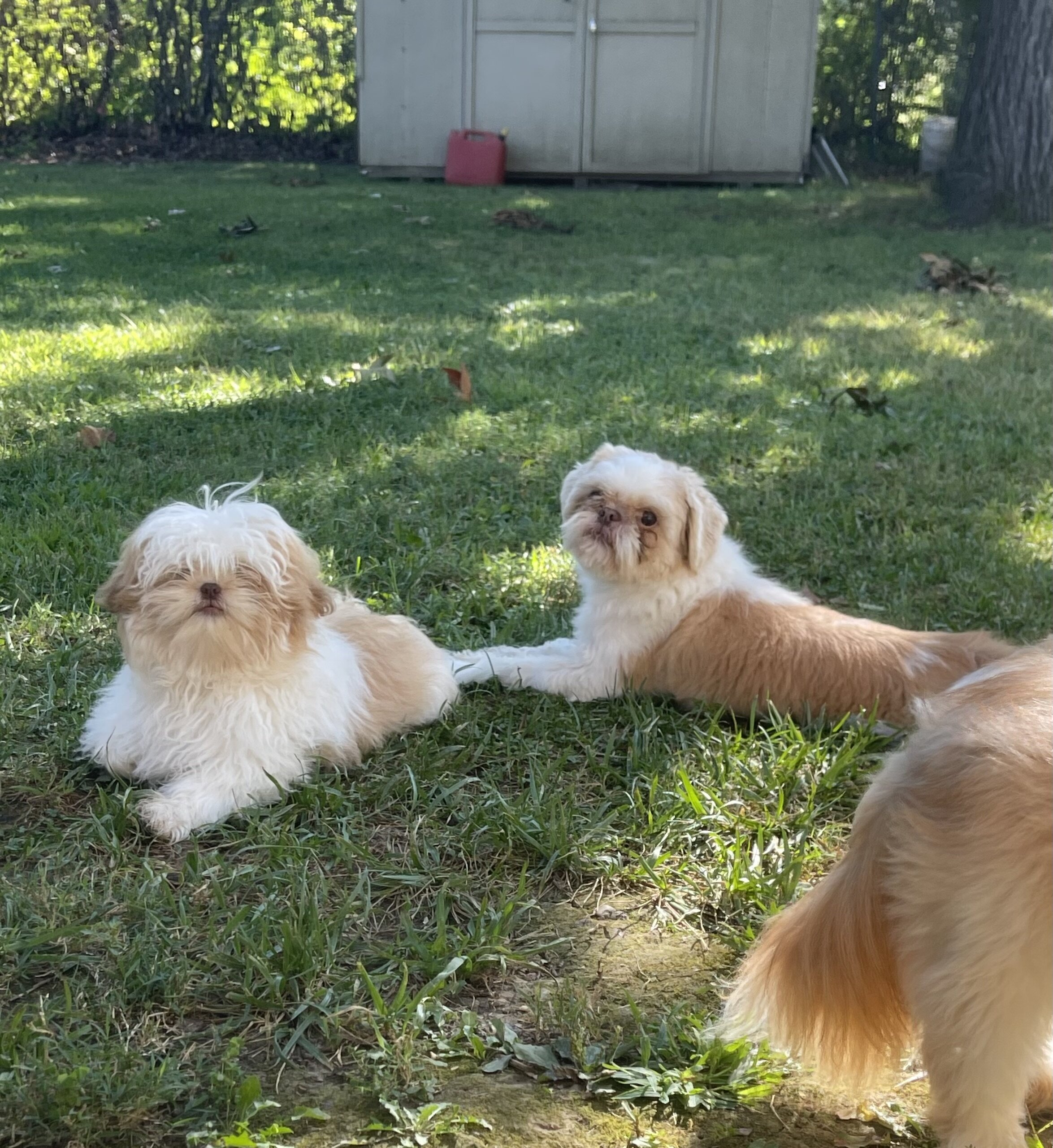 Shih Apso image 4