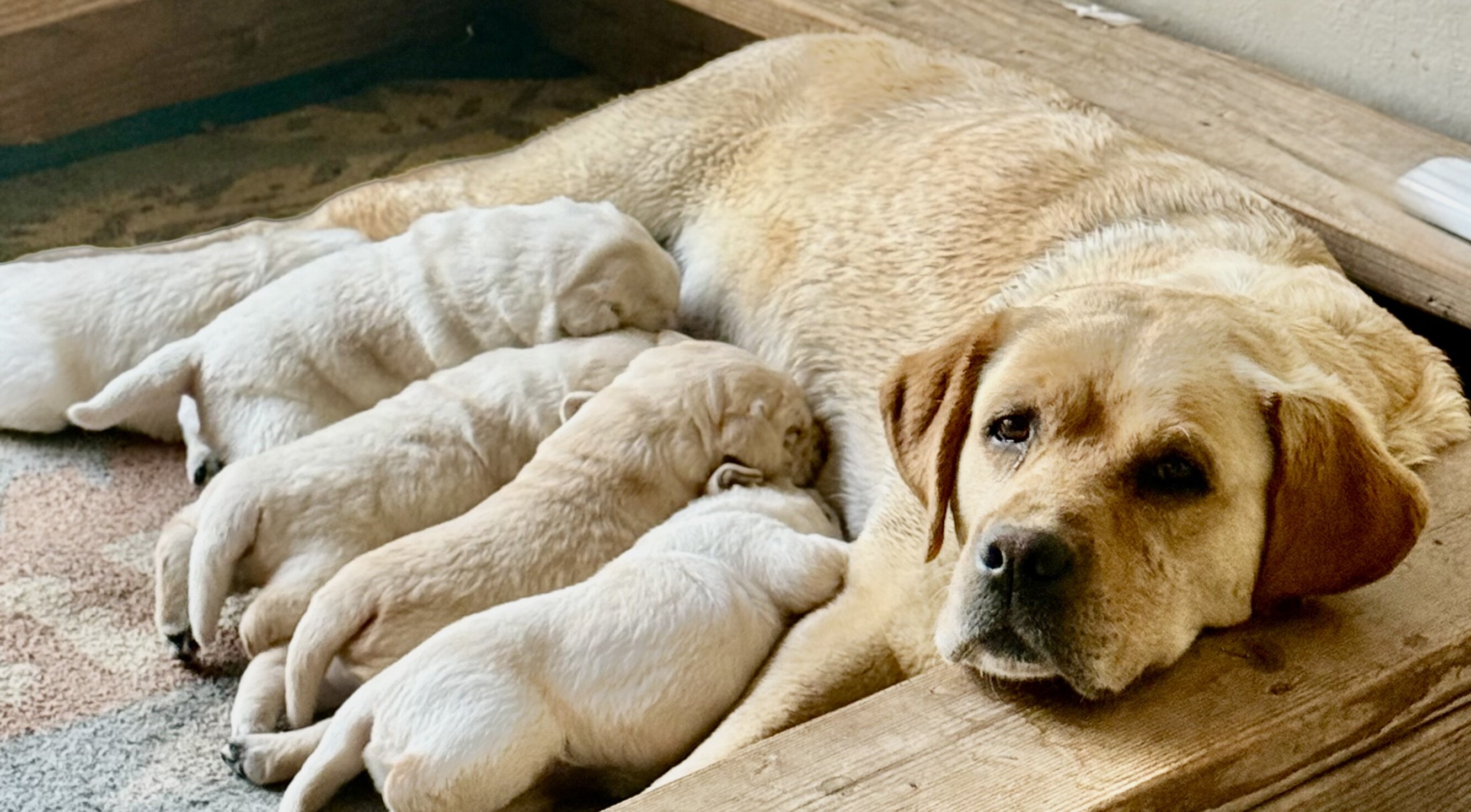 AKC English Lab Puppies image 3