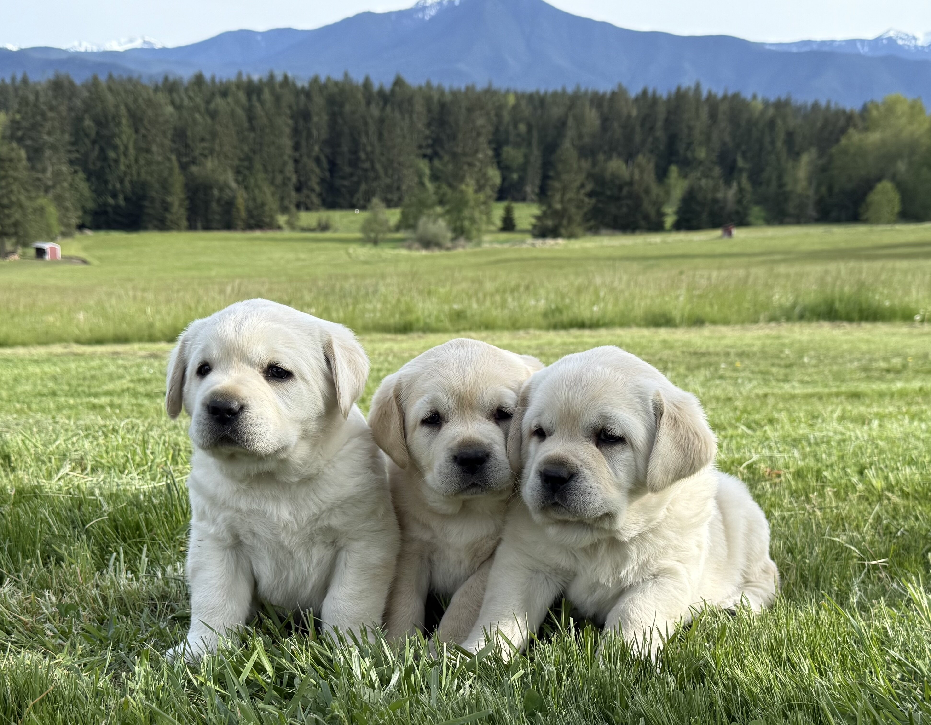 AKC English Lab Puppies image 1