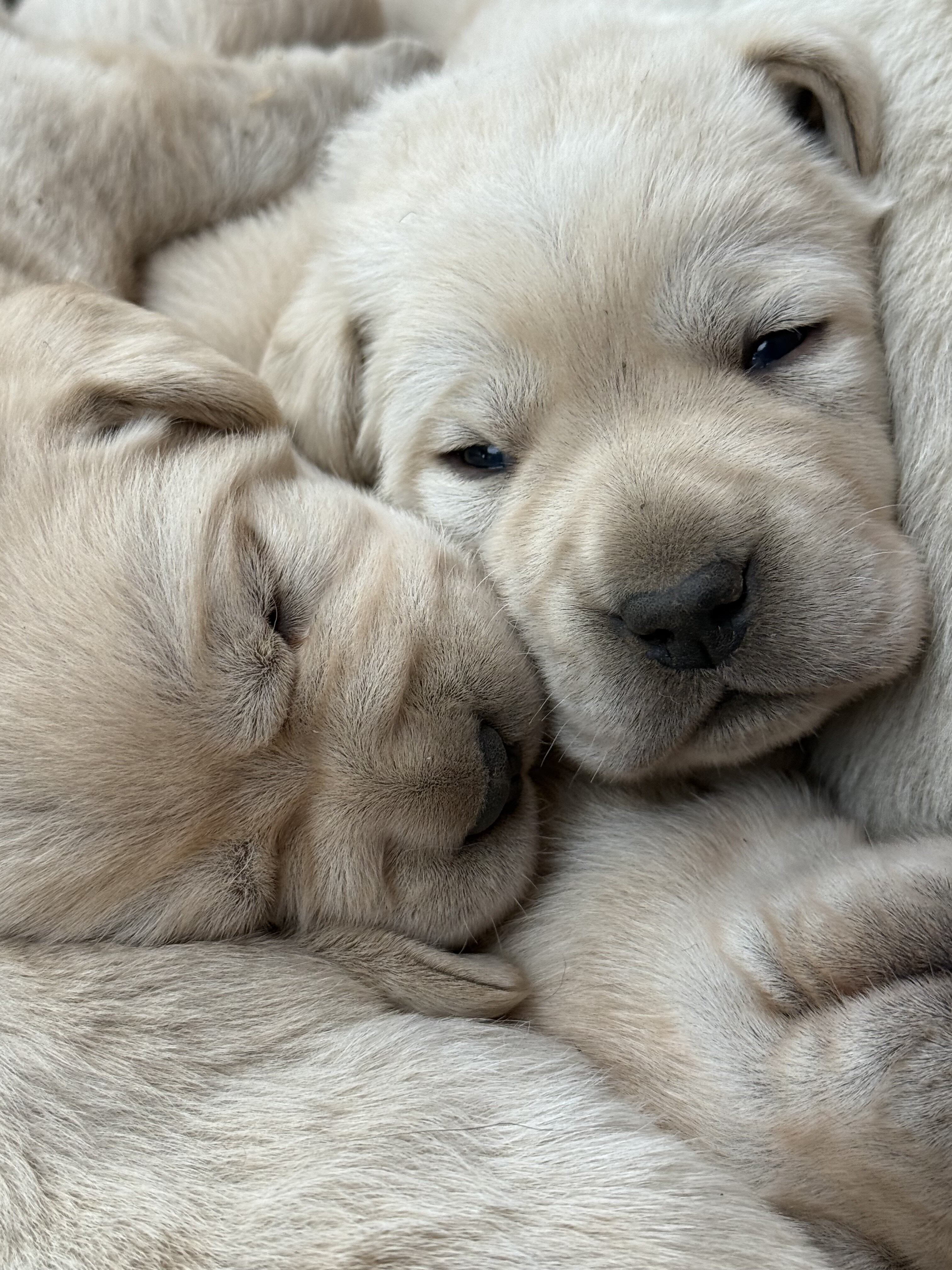 AKC English Lab Puppies image 5