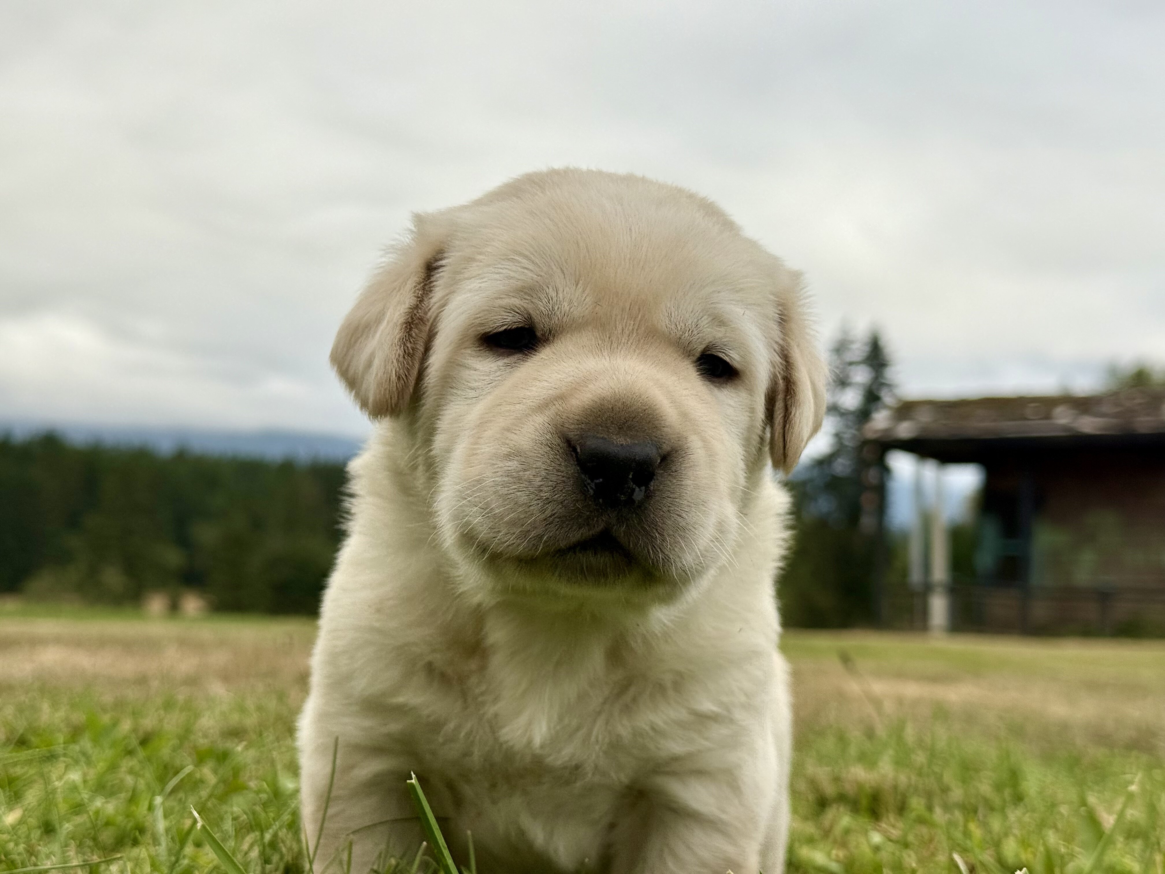 AKC English Lab Puppies image 4