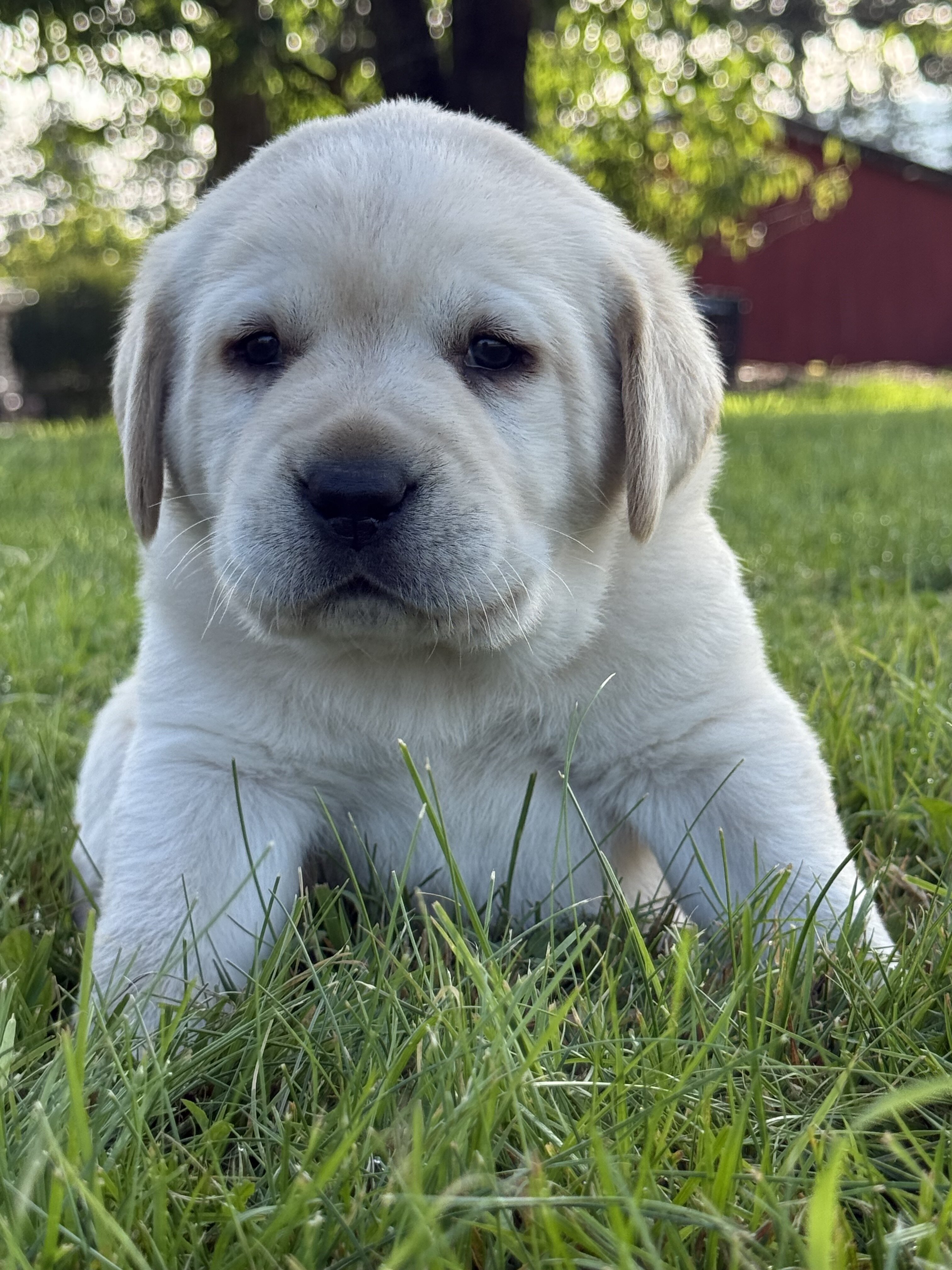 AKC English Lab Puppies image 6