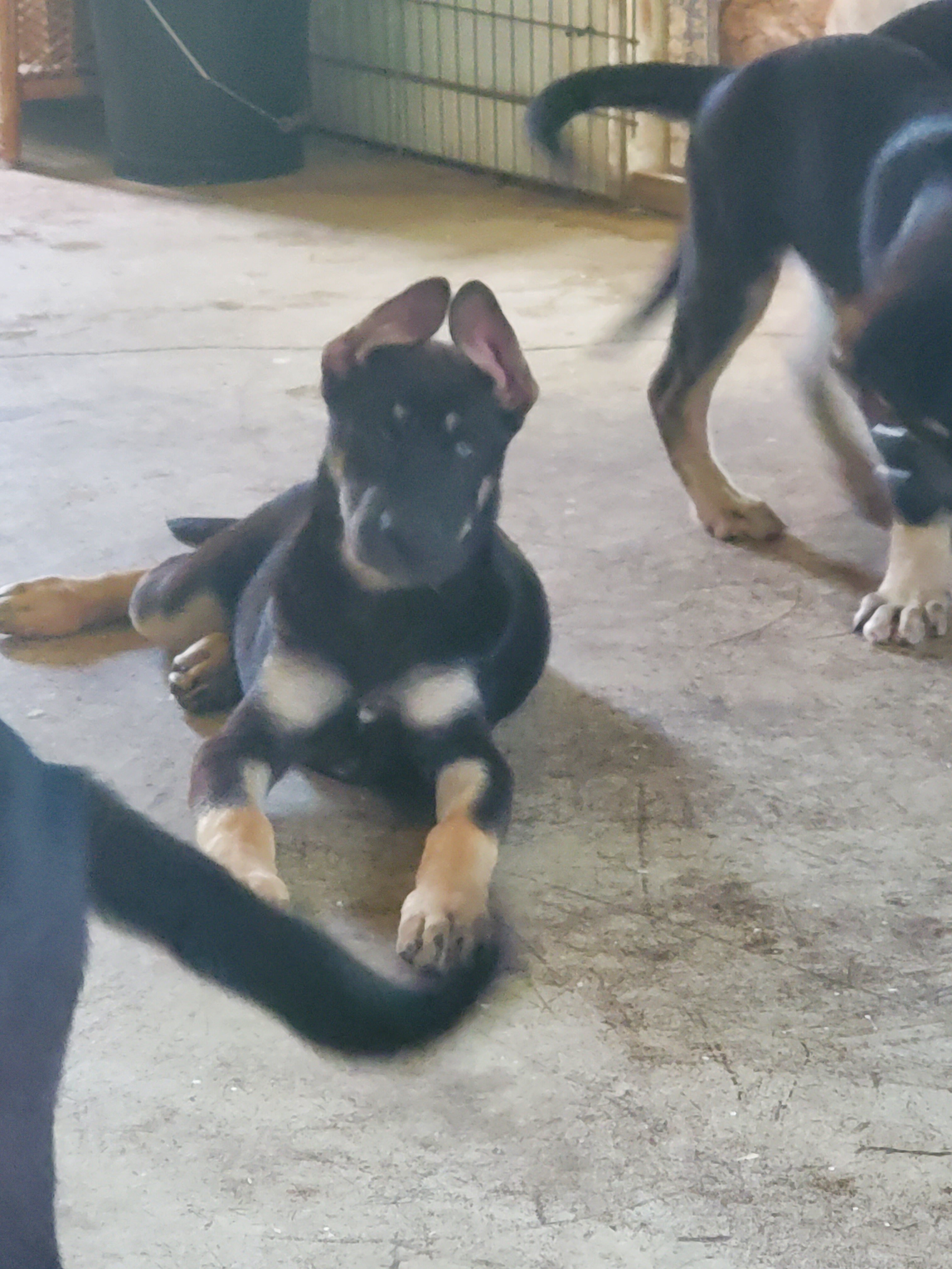 german sherpherd husky mix puppies image 5