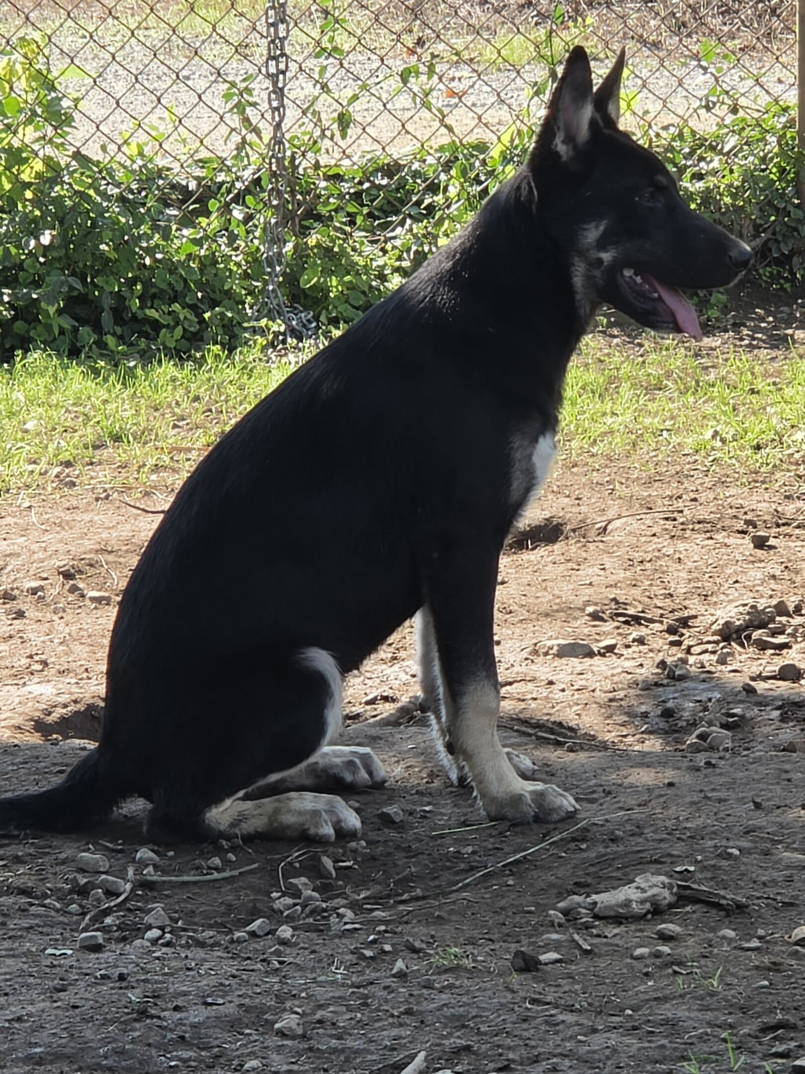 german sherpherd husky mix puppies image 7