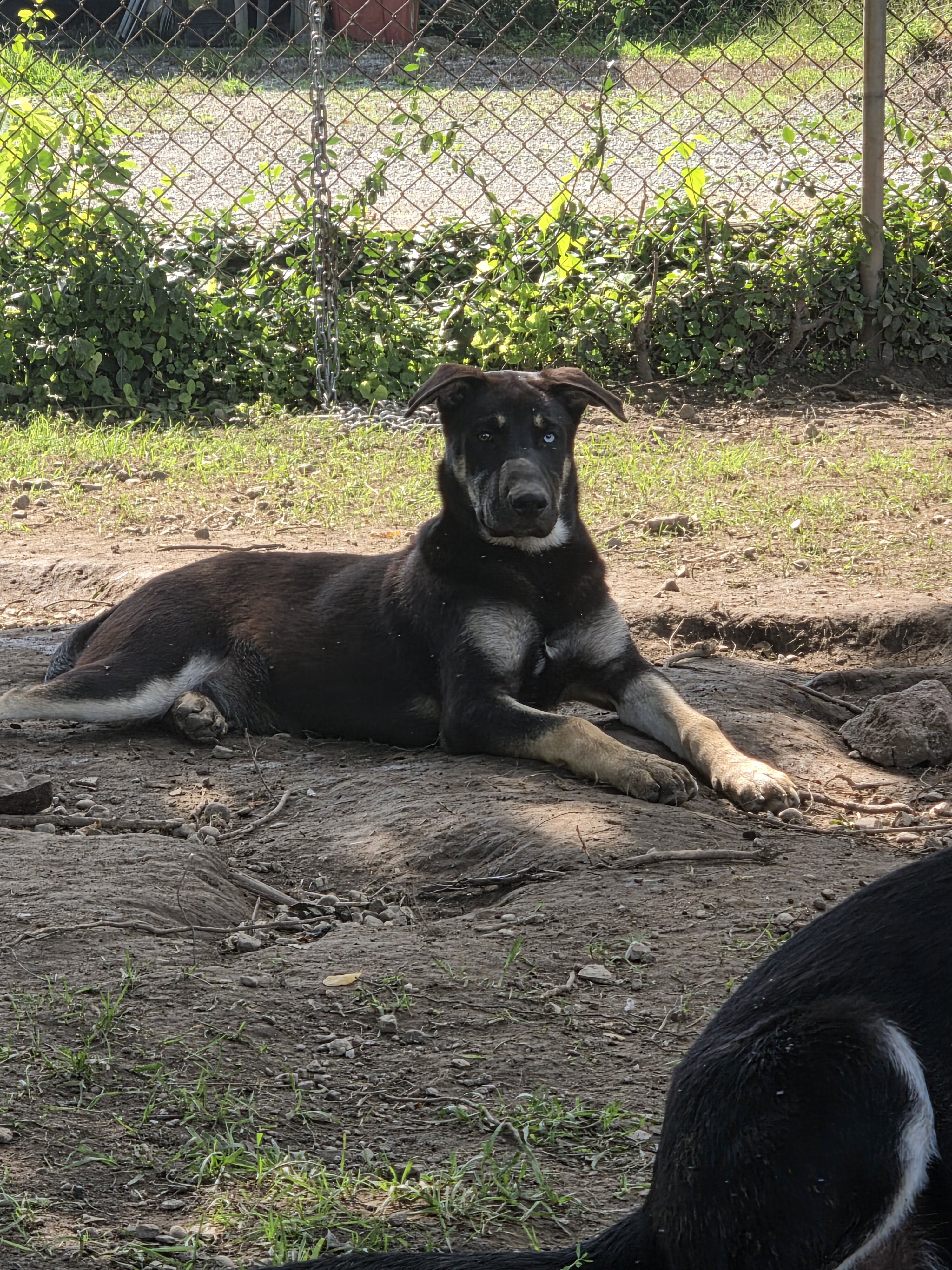 german sherpherd husky mix puppies image 4