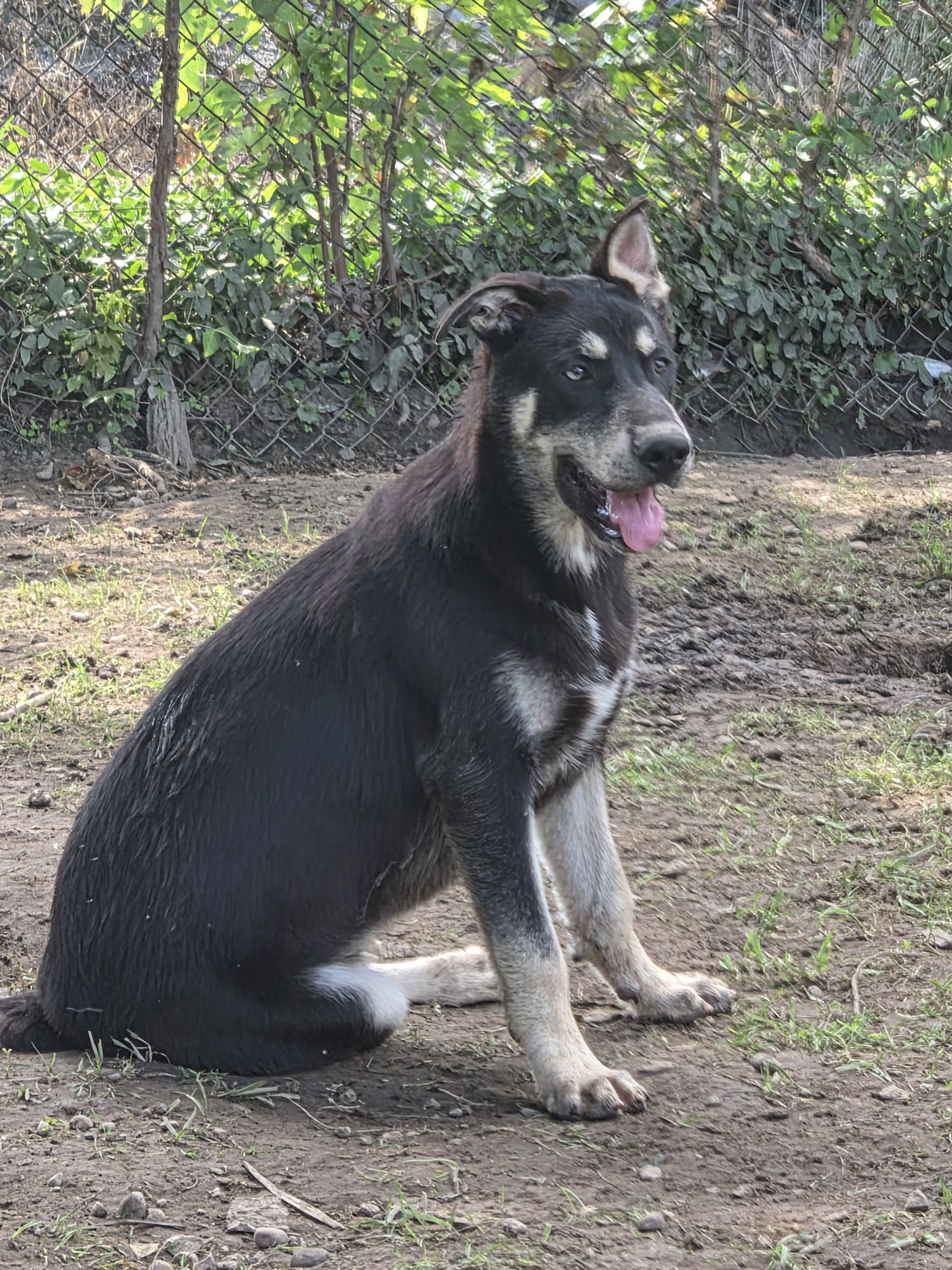 german sherpherd husky mix puppies image 2