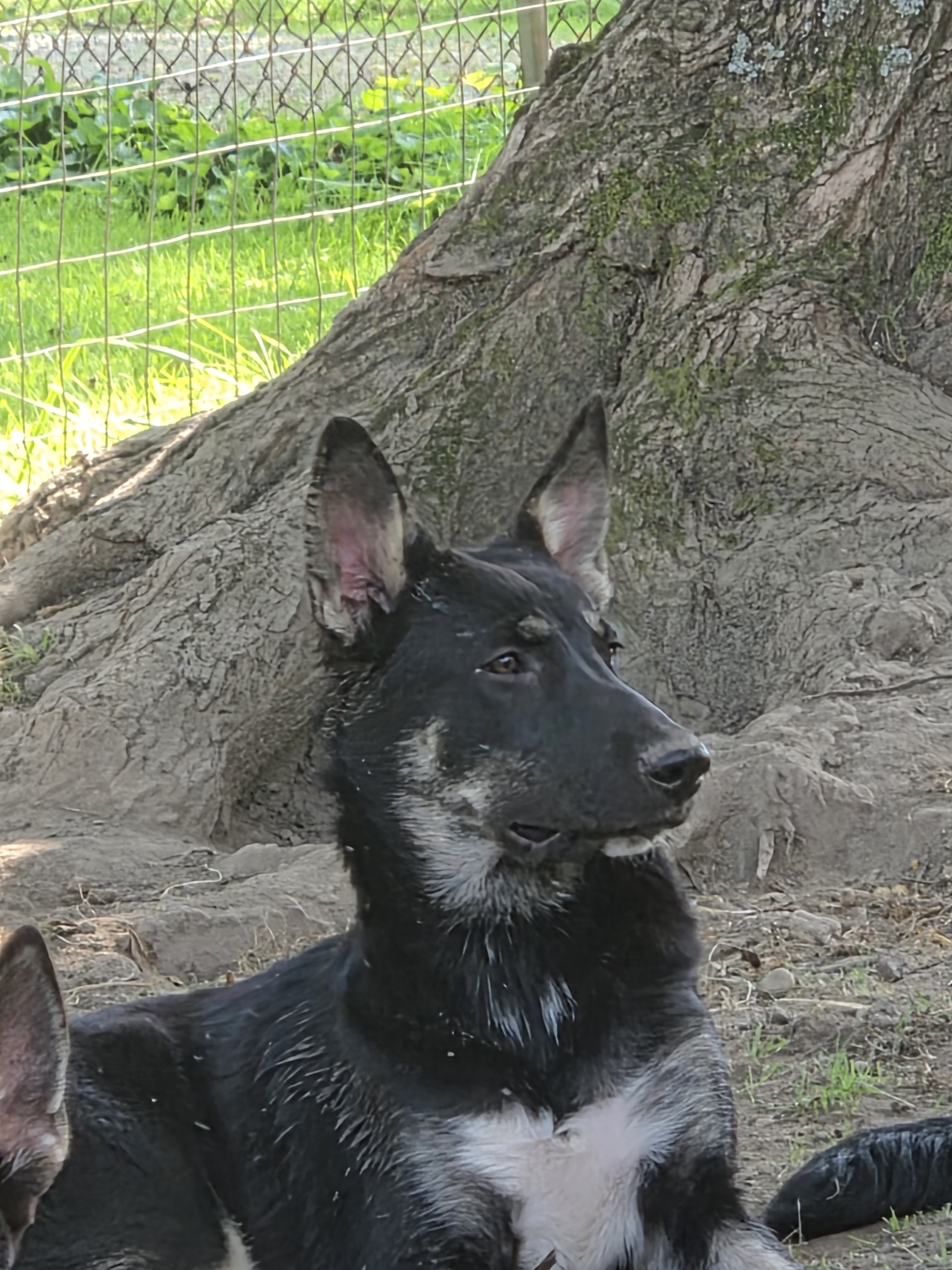 german sherpherd husky mix puppies image 3