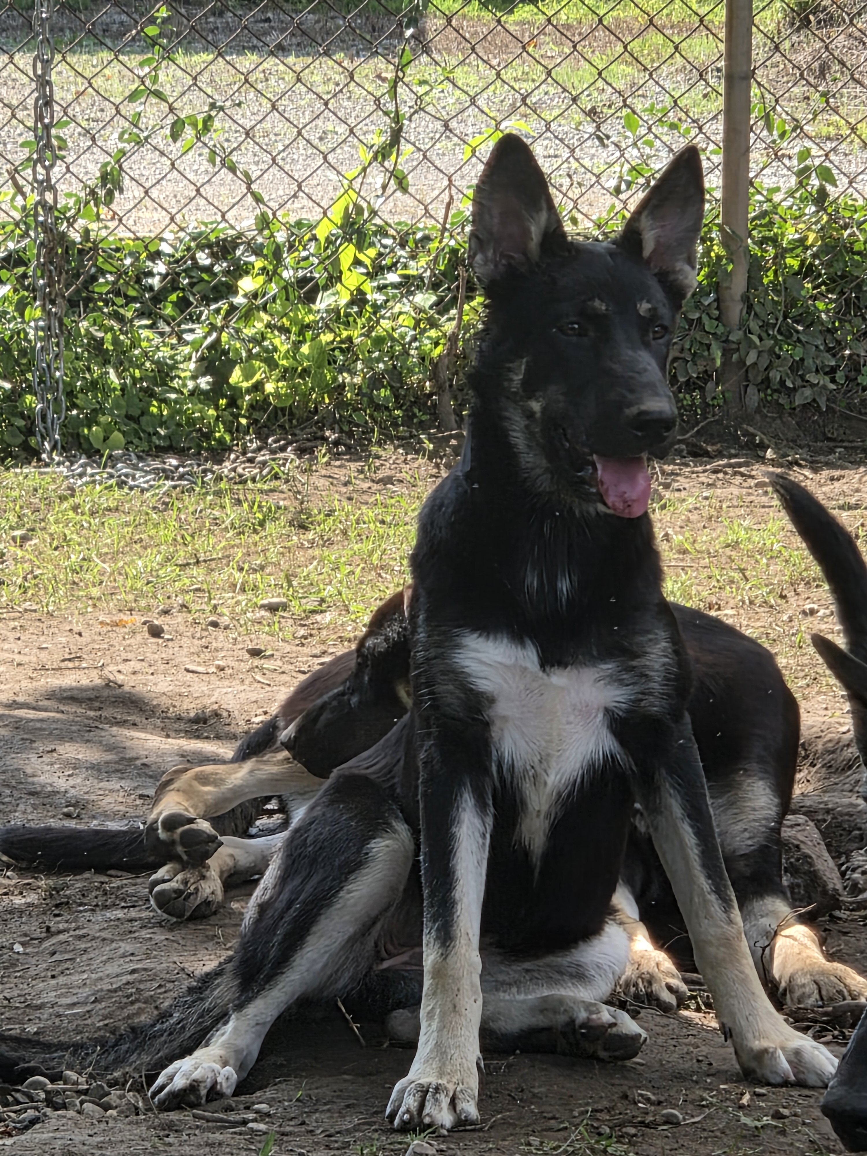 german sherpherd husky mix puppies image 1