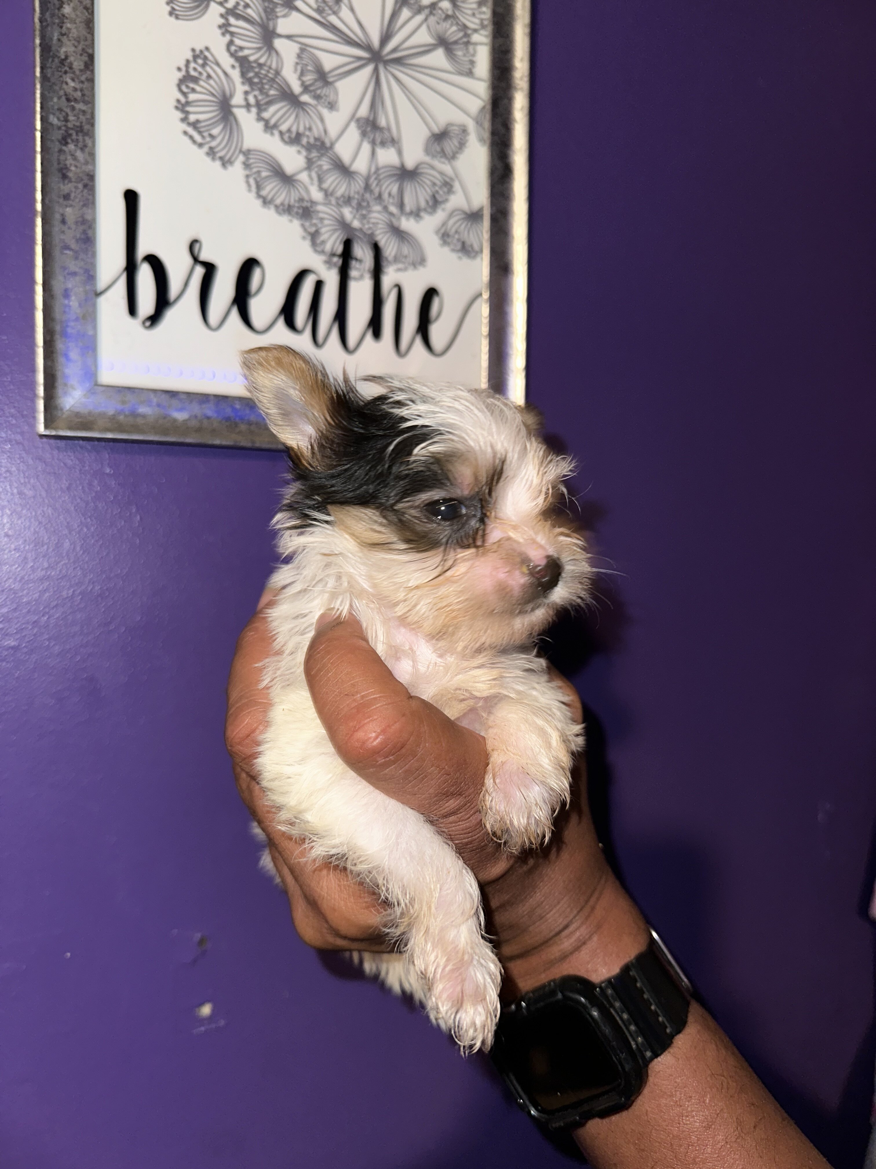 AKC Yorkies image 3