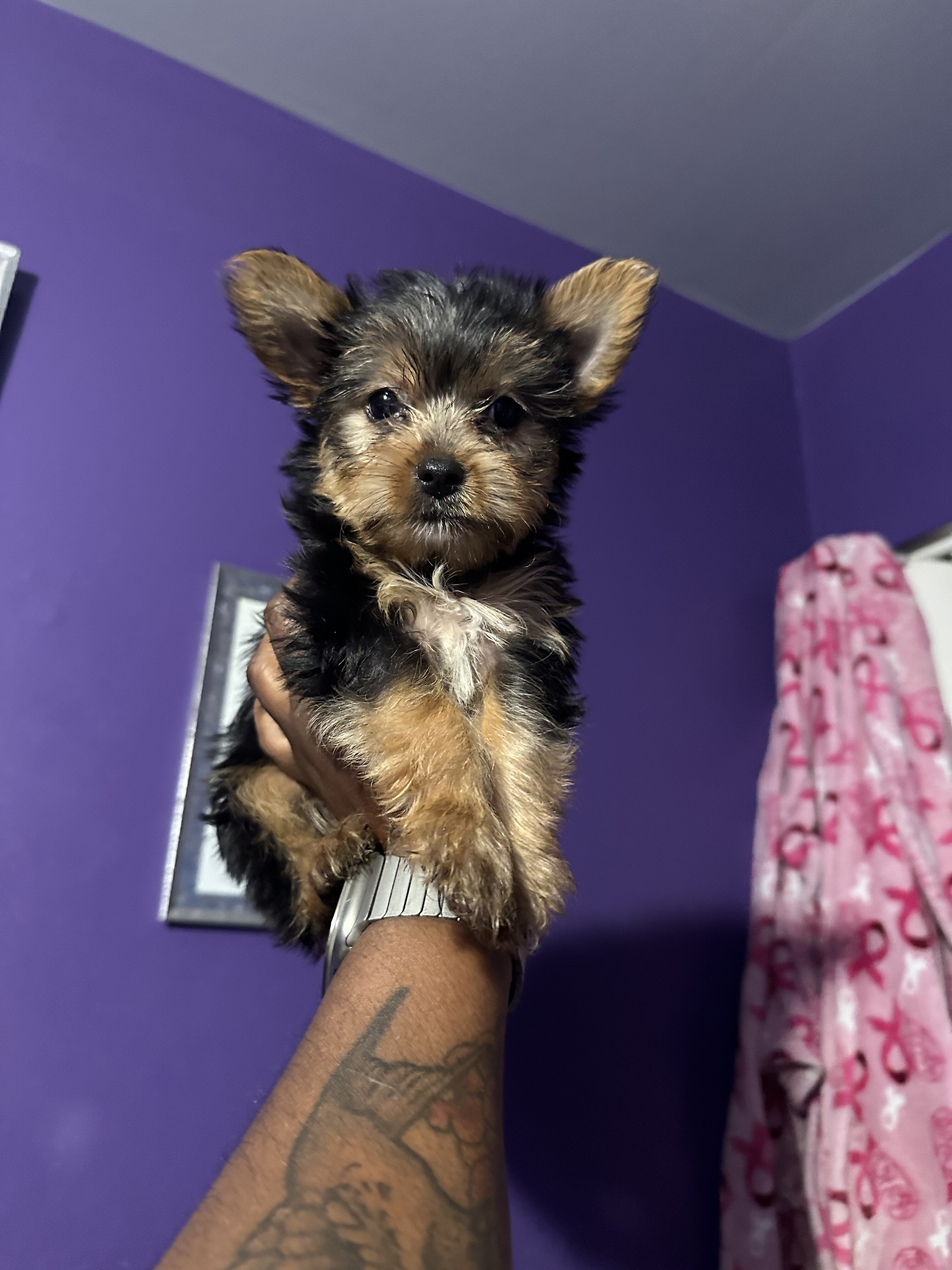 AKC Yorkies image 1