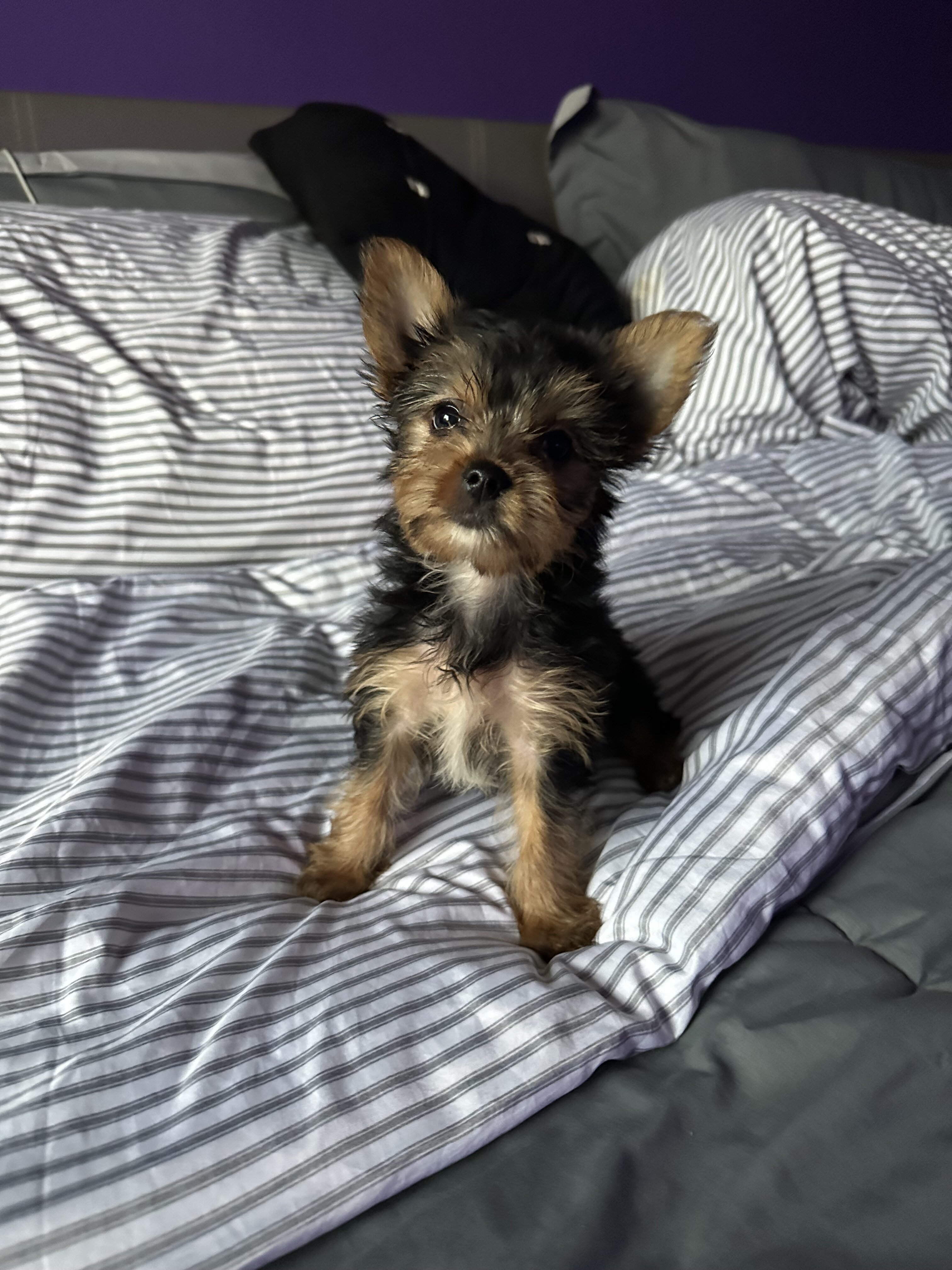AKC Yorkies image 2