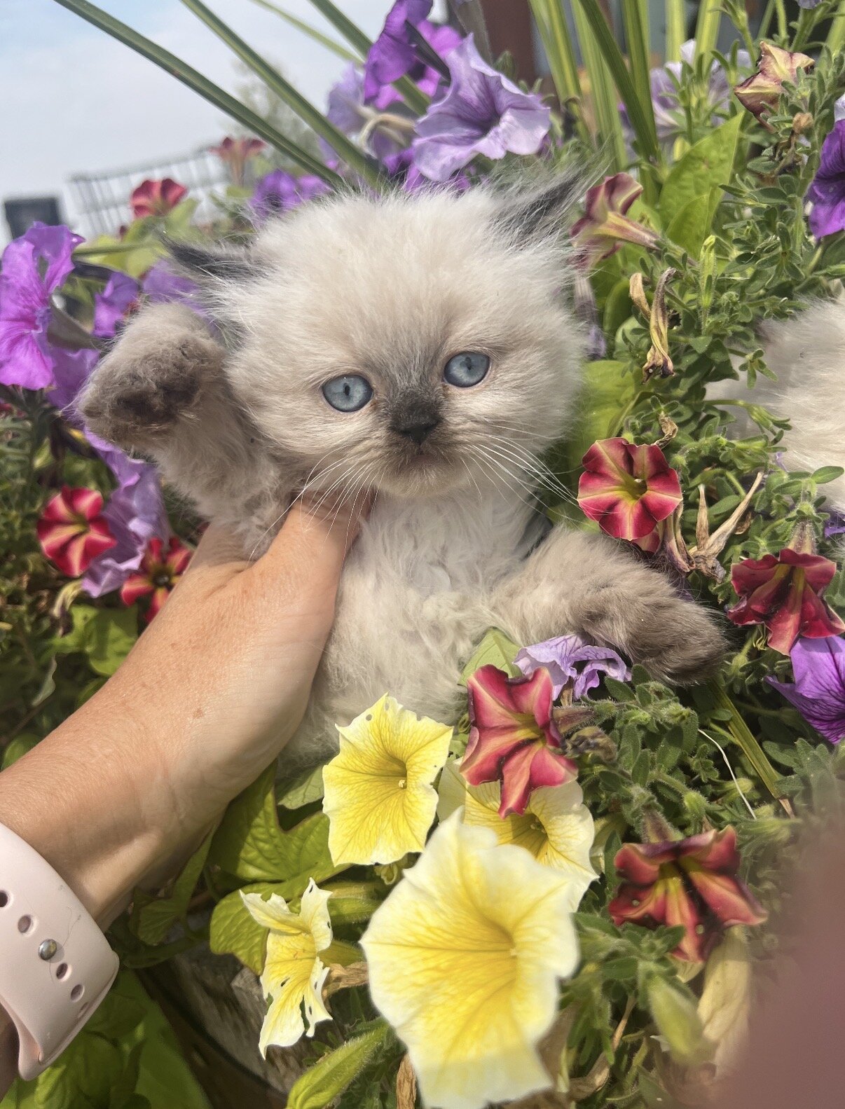 Persian Kittens image 6