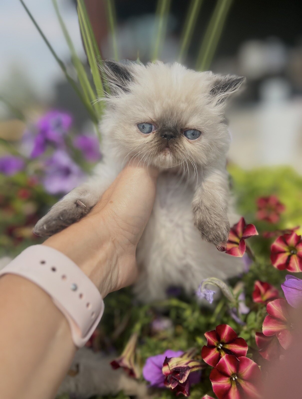 Persian Kittens image 4